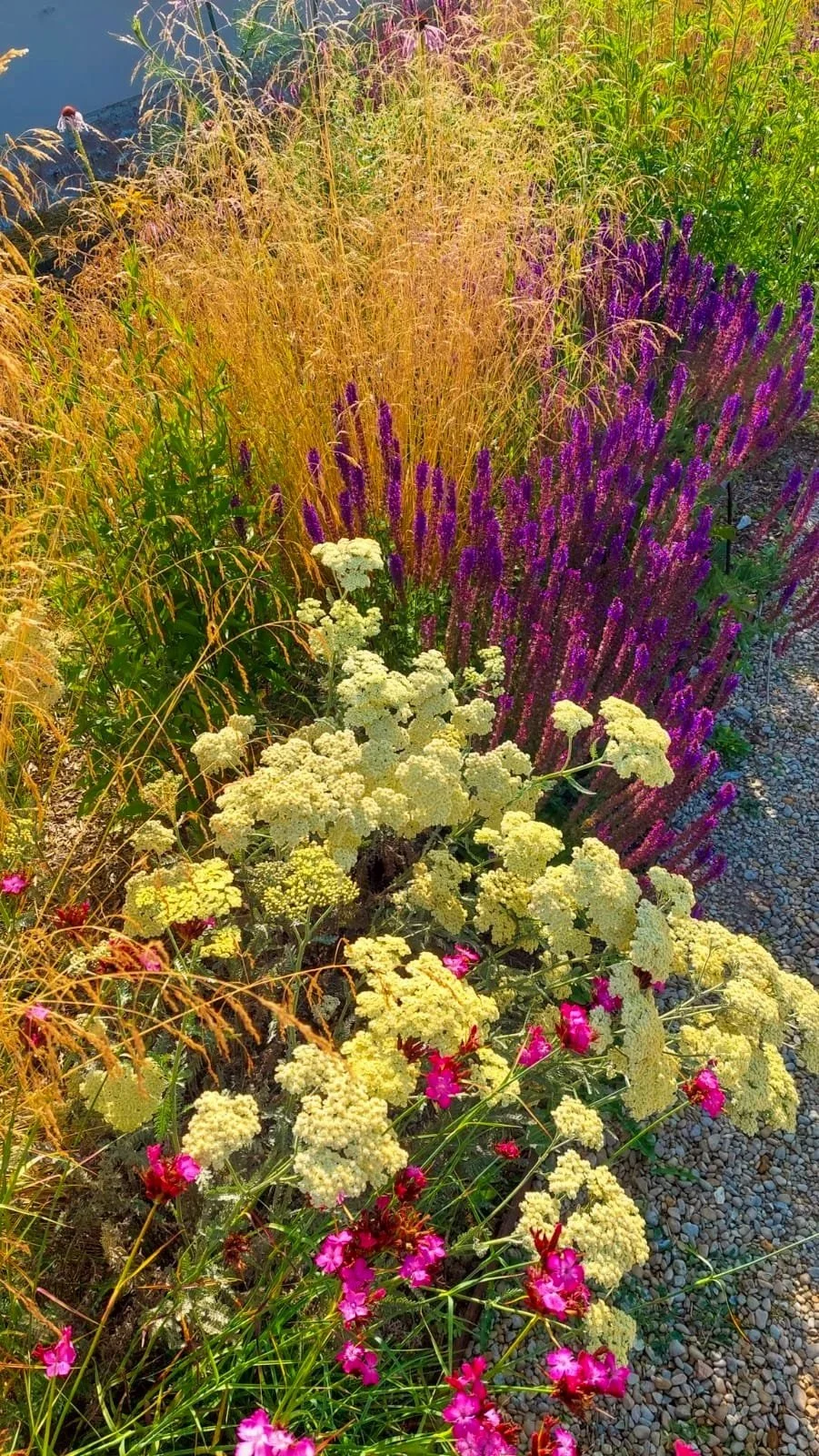 Fleurs colorées dans un jardin, comprenant des lavandes violettes, des fleurs blanches et des geraniums roses, avec un chemin de gravier.