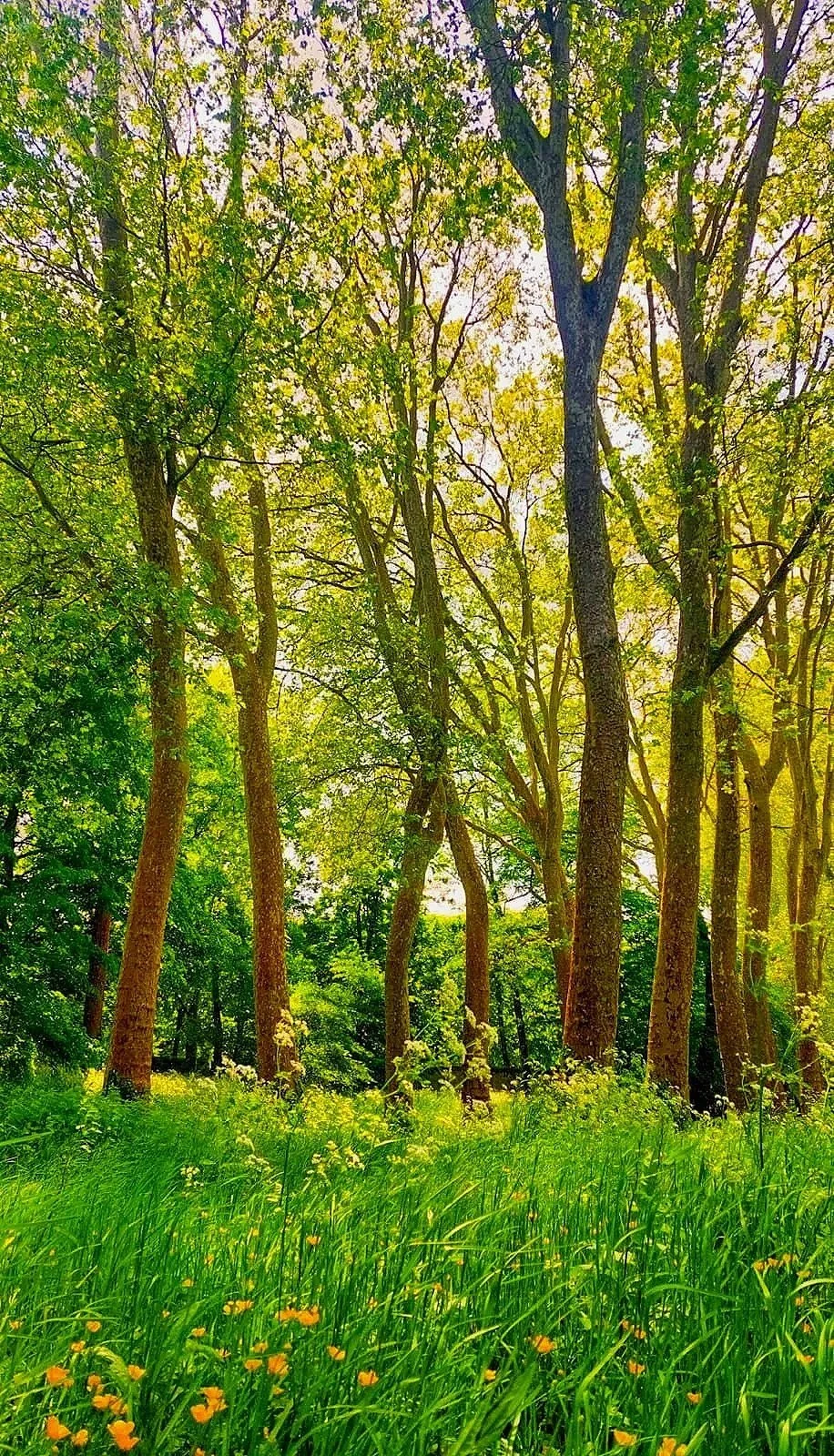 Forêt avec de grands arbres et de l'herbe verte avec des petites fleurs jaunes au sol.