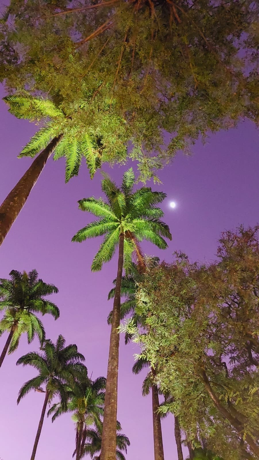 Palmiers éclairés regardant le ciel violet avec la lune visible, arbres luxuriants et feuillage dense de nuit.