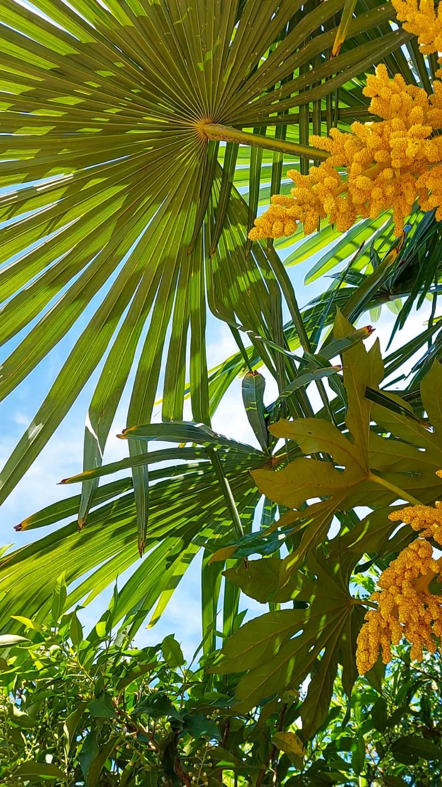 Feuilles de palmier vertes et fleurs jaune-orange en pleine croissance contre un ciel bleu.