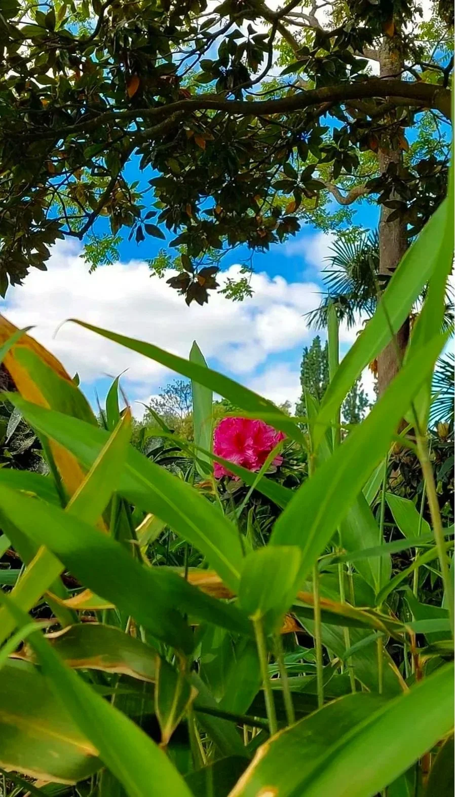 Des feuilles vertes, un arbre et un ciel bleu avec des nuages. Il y a une fleur rose au centre de l'image.
