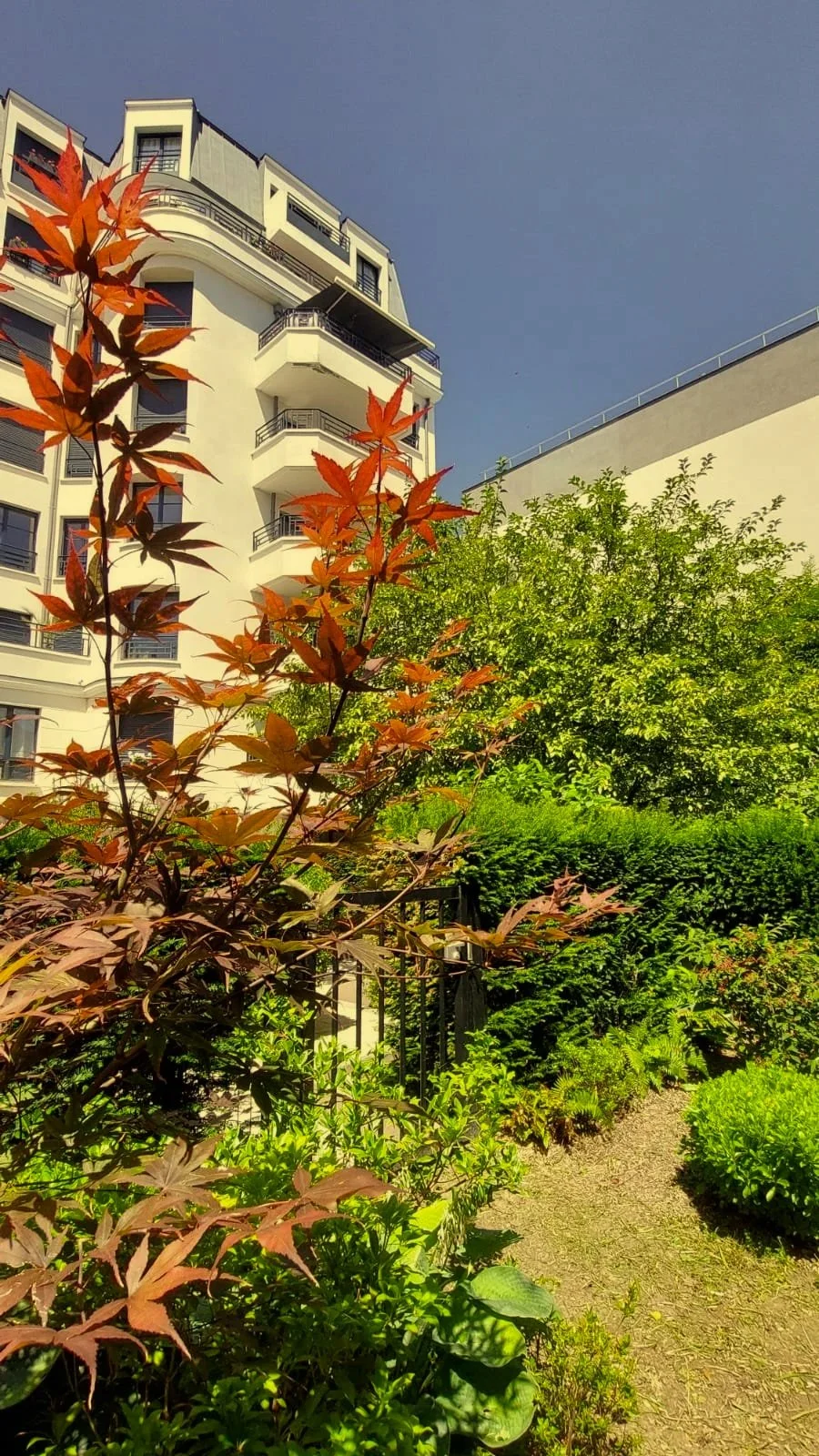 Un jardin urbain avec des plantes vertes, un arbre avec des feuilles rougeâtres, une clôture en métal et un immeuble résidentiel en arrière-plan sous un ciel bleu clair.