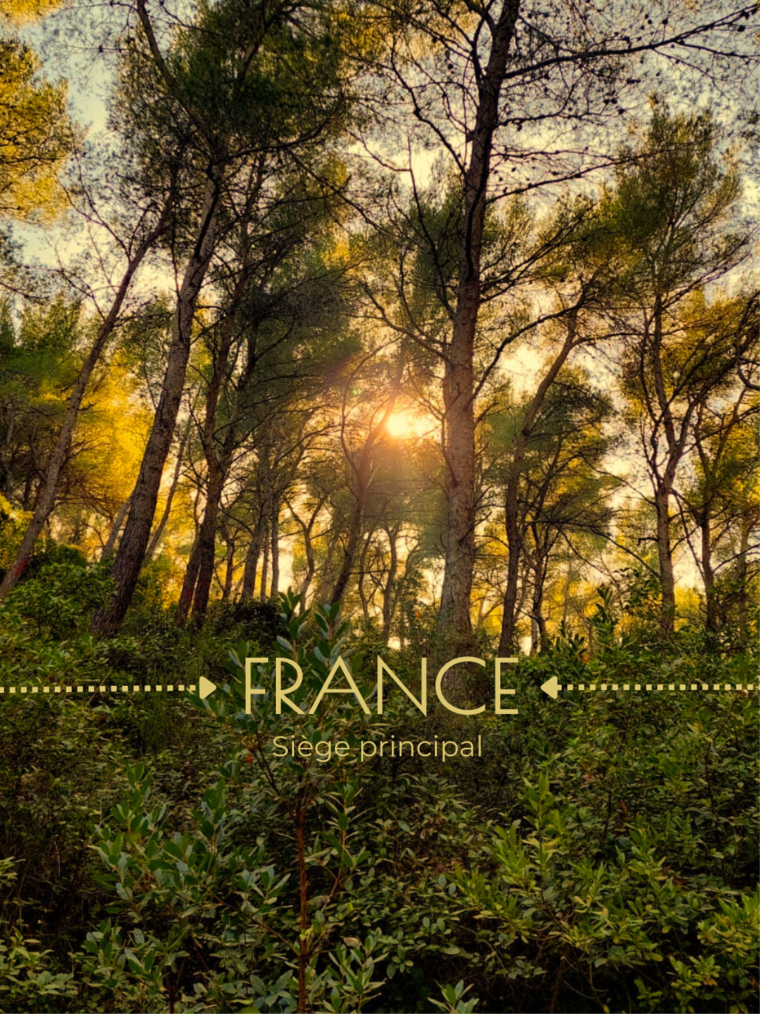 Une forêt avec des arbres et des buissons verts sous un soleil couchant ou levant.