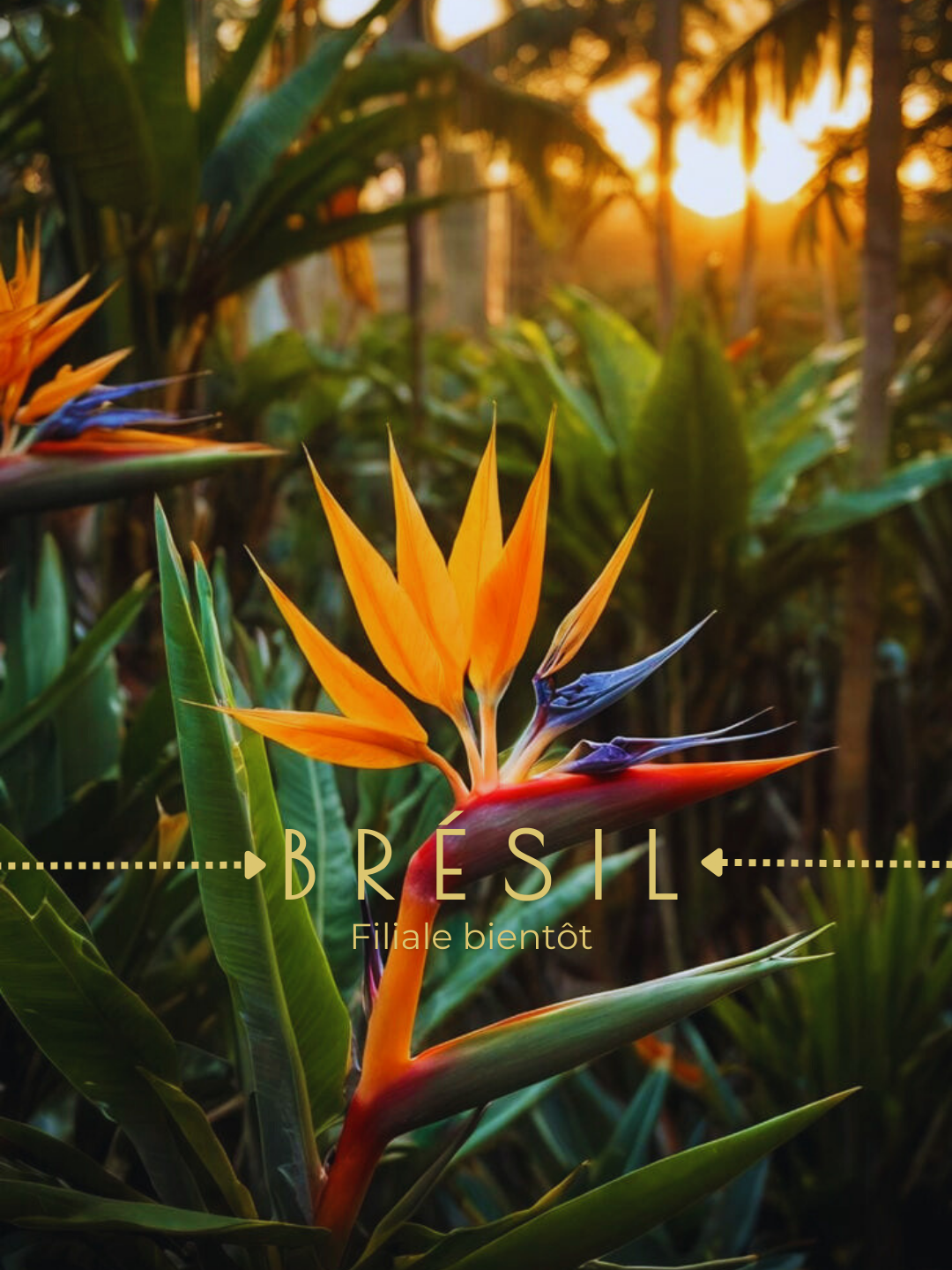 Fleurs de la plante heliconia en gros plan avec un coucher de soleil en arrière-plan, dans une végétation tropicale au Brésil.