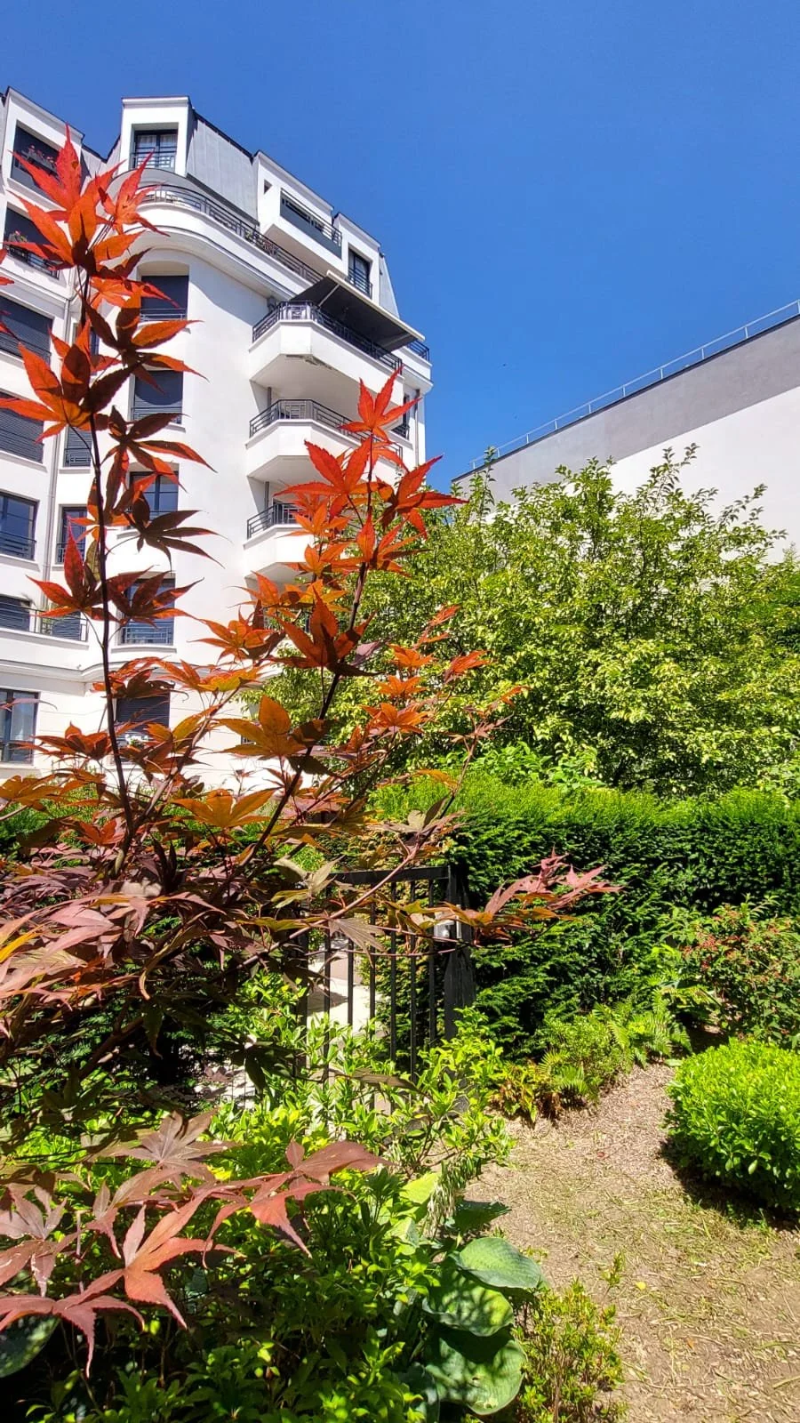 Un jardin urbain avec des plantes vertes, un arbre avec des feuilles rougeâtres, une clôture en métal et un immeuble résidentiel en arrière-plan sous un ciel bleu clair.