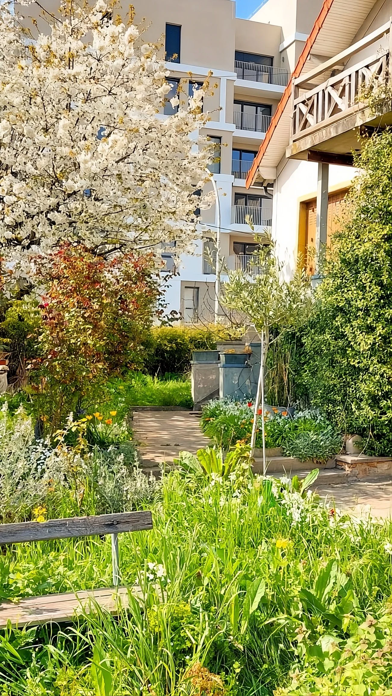 Le Jardin de Paix est une invitation à la douceur et à la sérénité. Dans cet espace au style naturaliste, les fleurs bucoliques et délicates s’épanouissent en toute liberté, évoquant la légèreté d’un jardin de campagne (Bagnolet, FRANCE 2023)