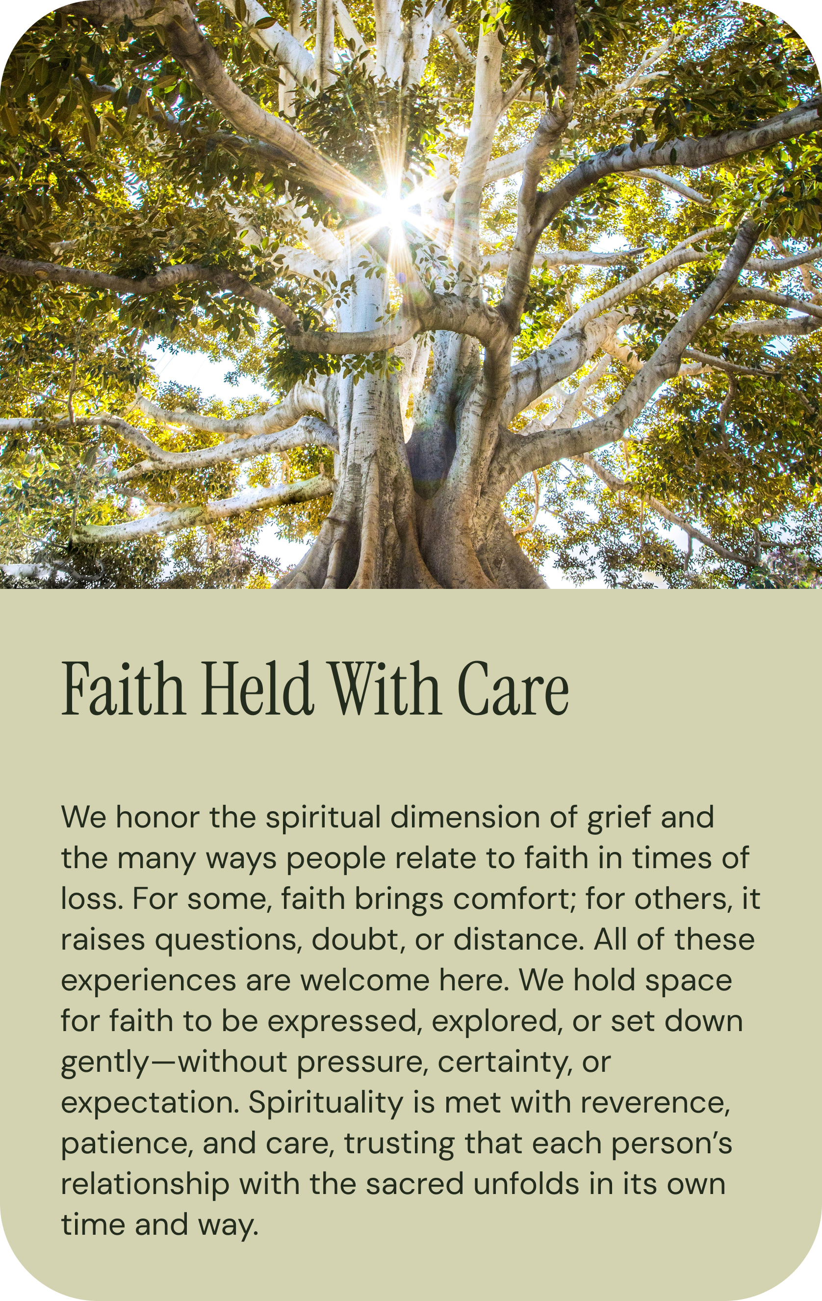 A large, majestic tree with bright sunlight shining through its leaves.