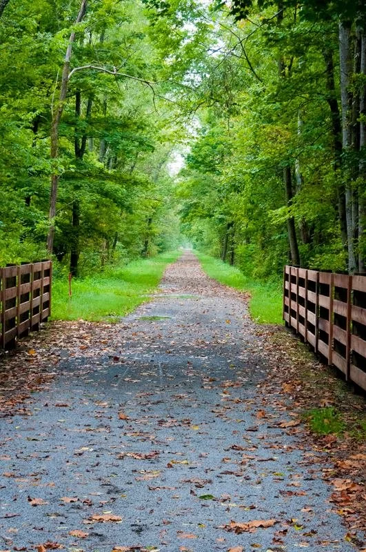 A gravel path through a lush green forest with a small wooden bridge on each side showing a journey through loss.