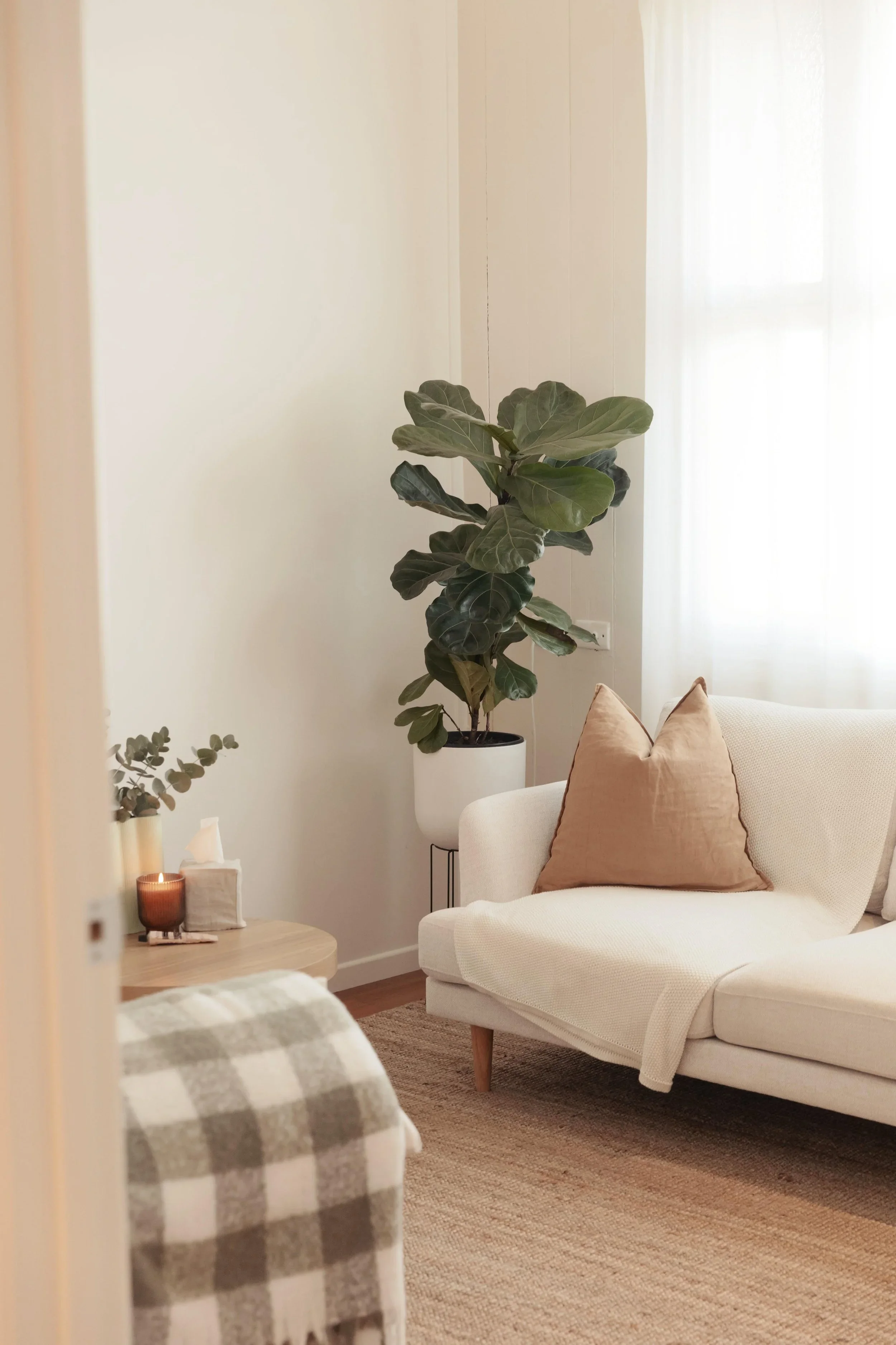 Therapy room with a white sofa, rust-colored pillows, a large potted fig tree, a side table with a candle and tissues, beige curtains, and a woven rug.