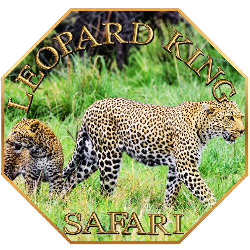 Logo for Leopard King Safari featuring two leopards walking through grass with a forest background, with the text 'Leopard King Safari' in gold above and below the animals.
