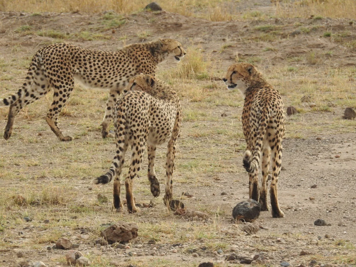 A group of three cheetahs, including two cubs and one adult, standing on a grassy and rocky plain.