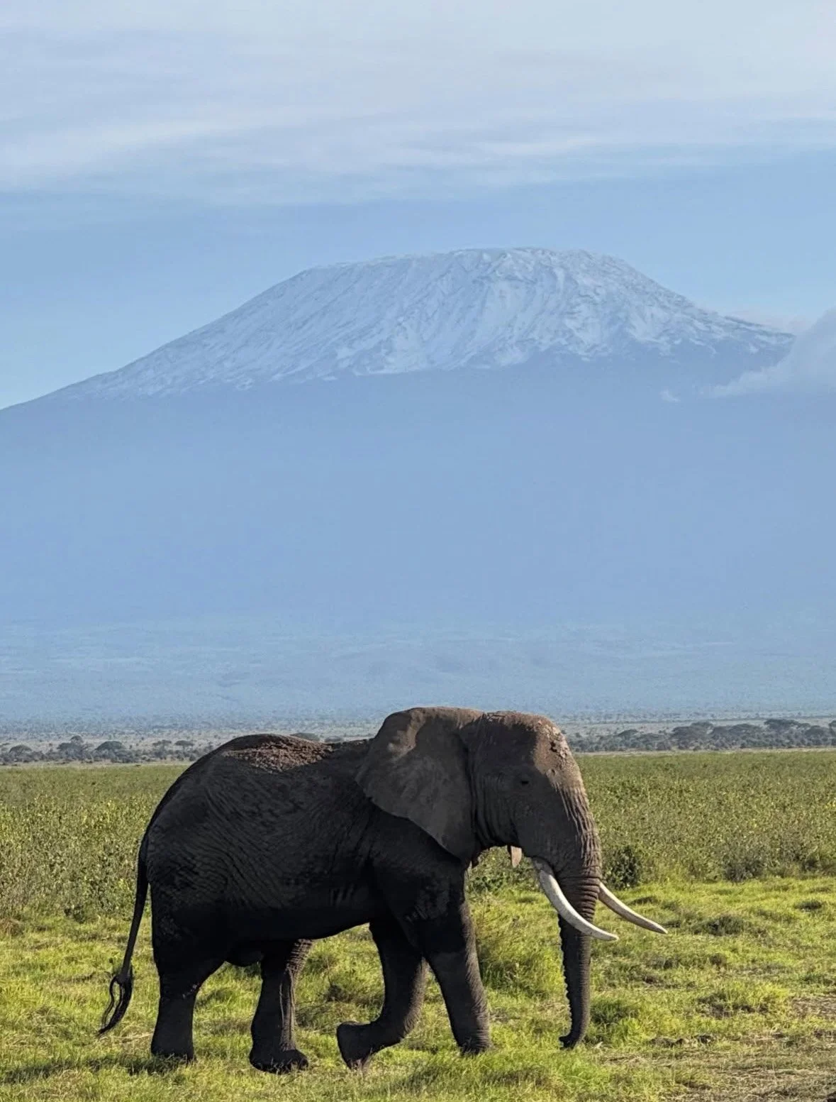 A landscape featuring a large African elephant walking on grassy terrain in the foreground, with Mount Kilimanjaro in the background, partially obscured by clouds.