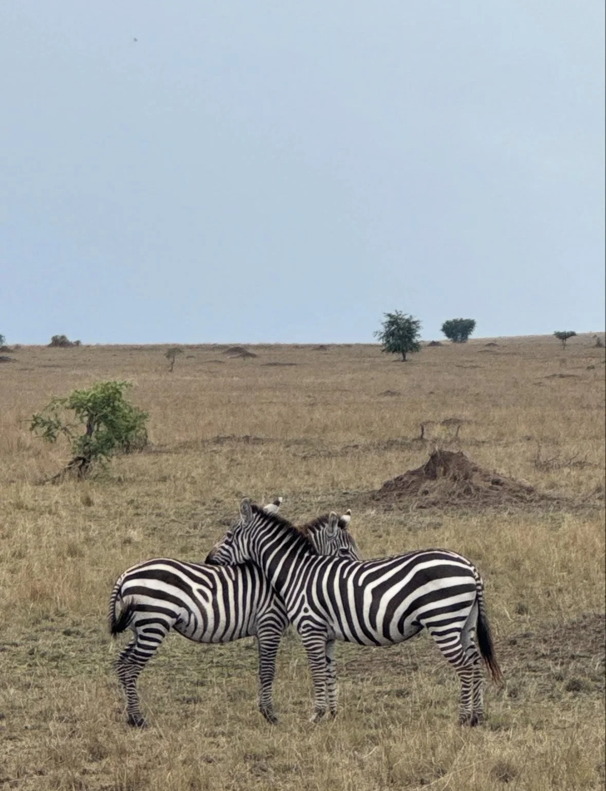 Two zebras standing in a dry grassland, touching heads, with a few trees and a mound in the background under a clear sky.