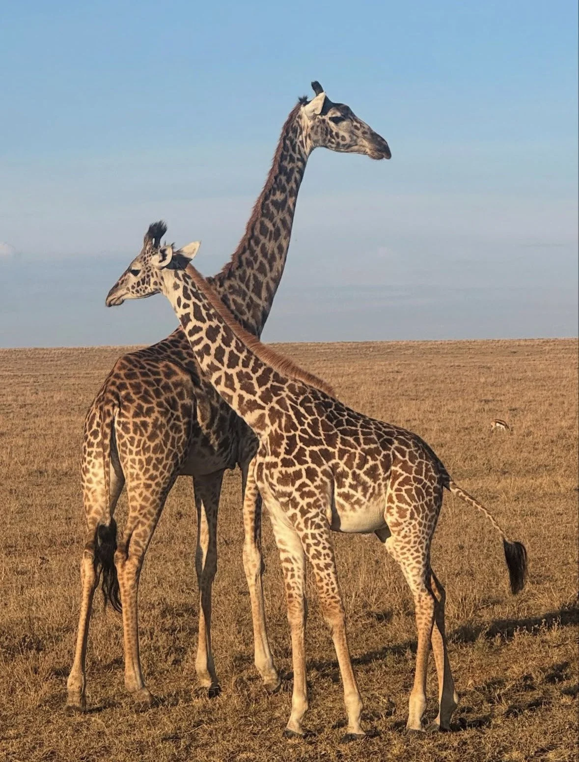 Two giraffes standing in a grassy plain under a blue sky, one adult and one juvenile, with the adult in the background and the juvenile in the foreground.
