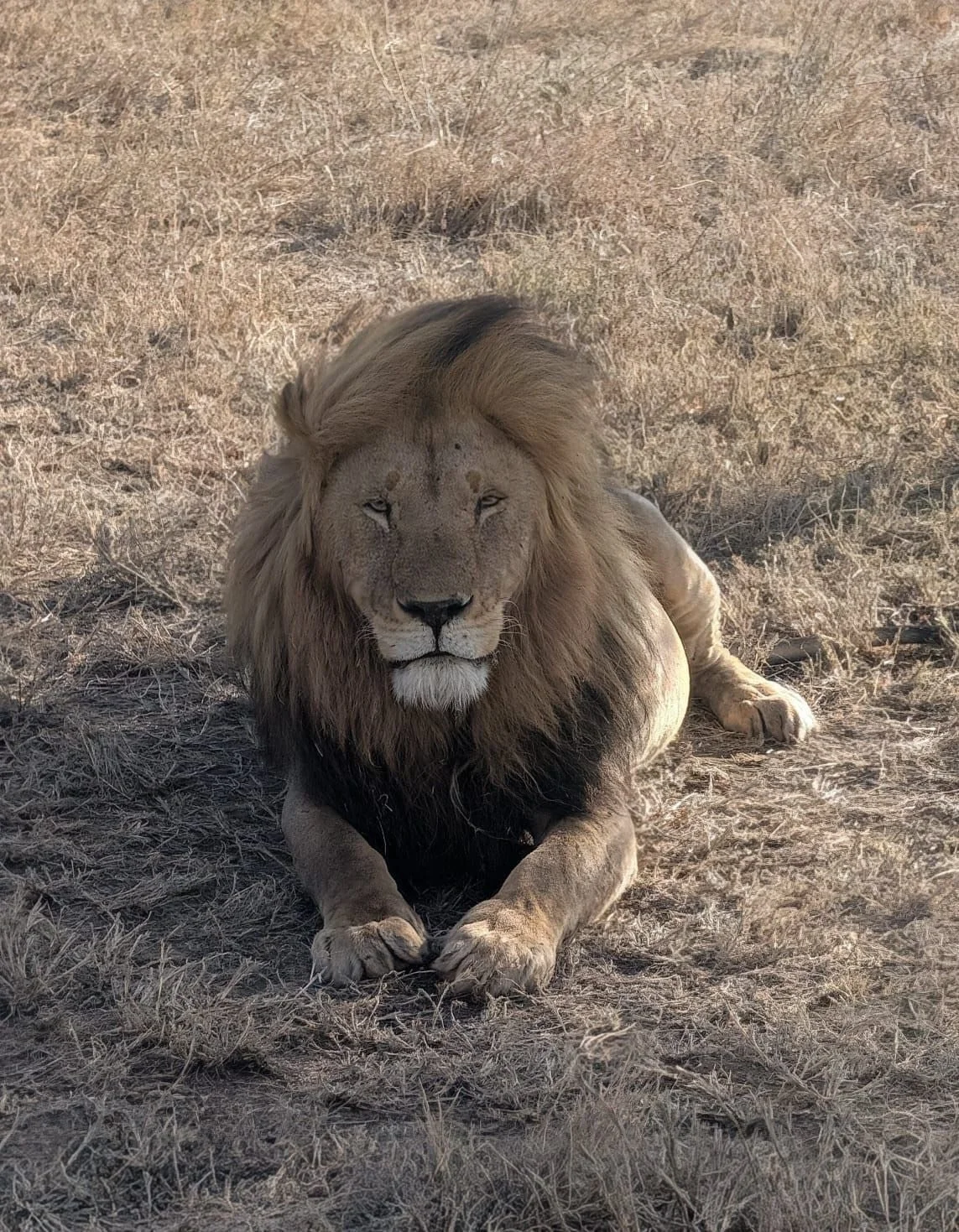 A lion resting on dry grass in the wild, with a large mane and a regal presence.