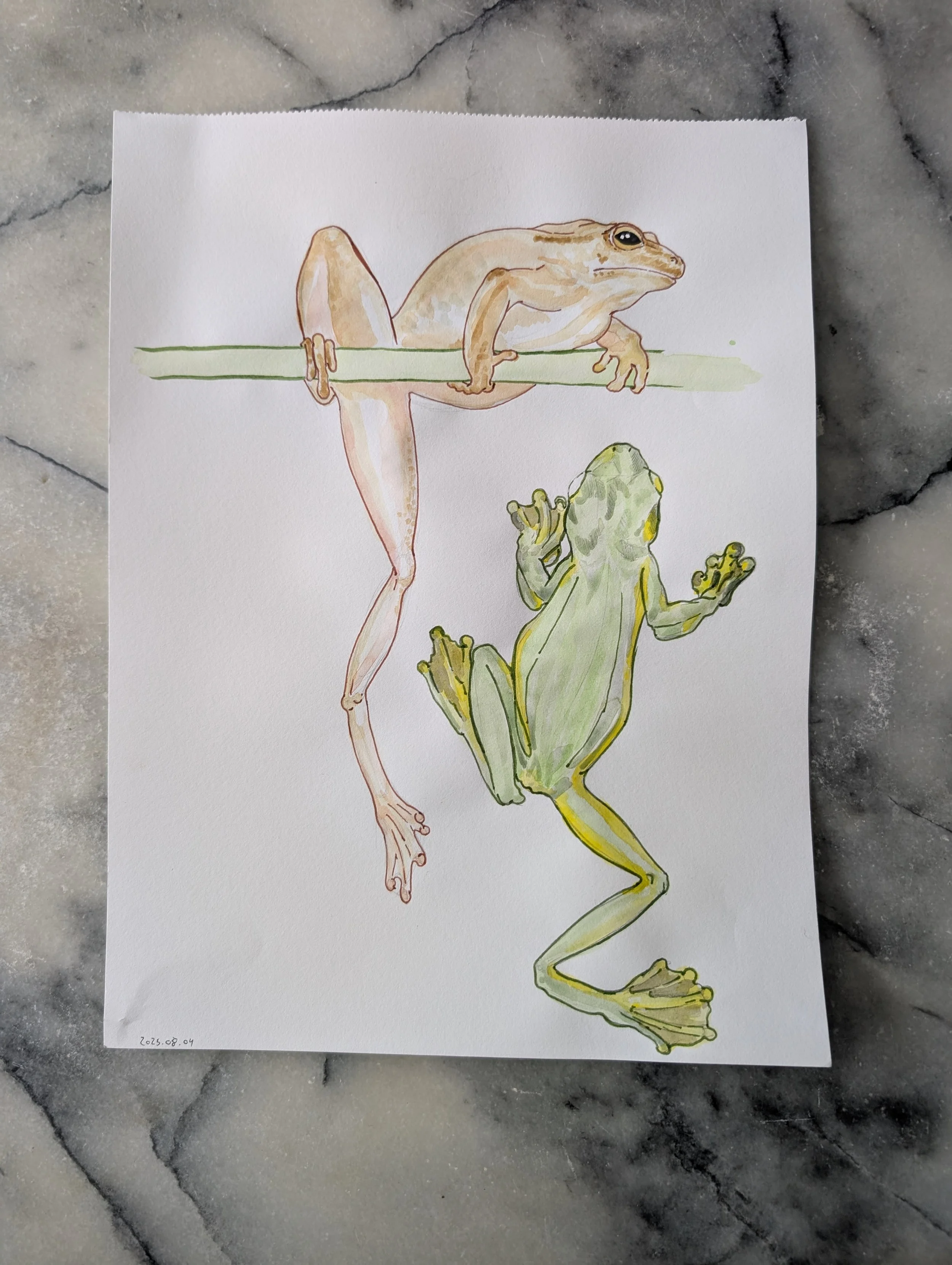 frogsketch.jpg