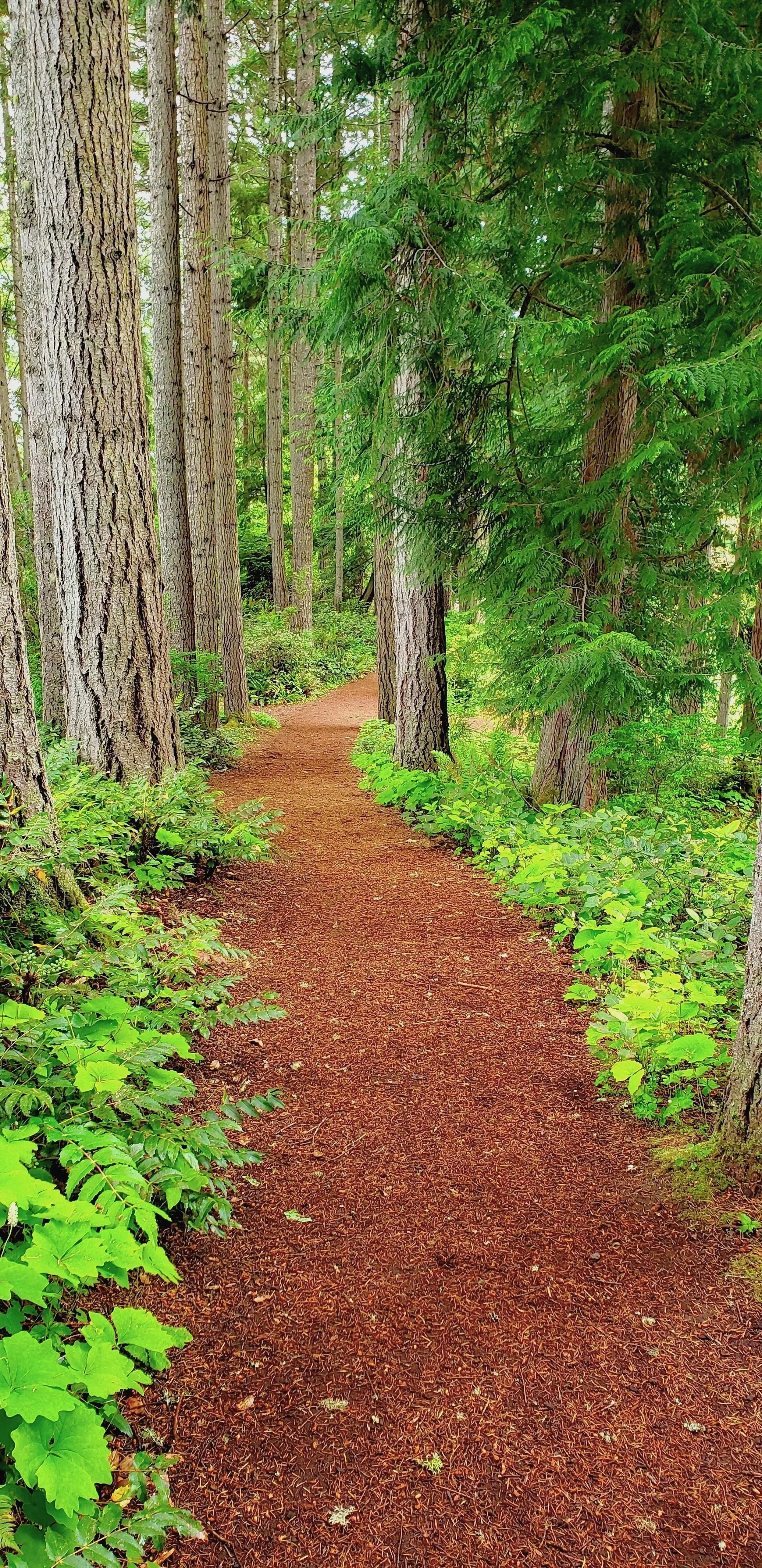 A dirt path winds through a lush green forest with tall trees and bright green foliage.