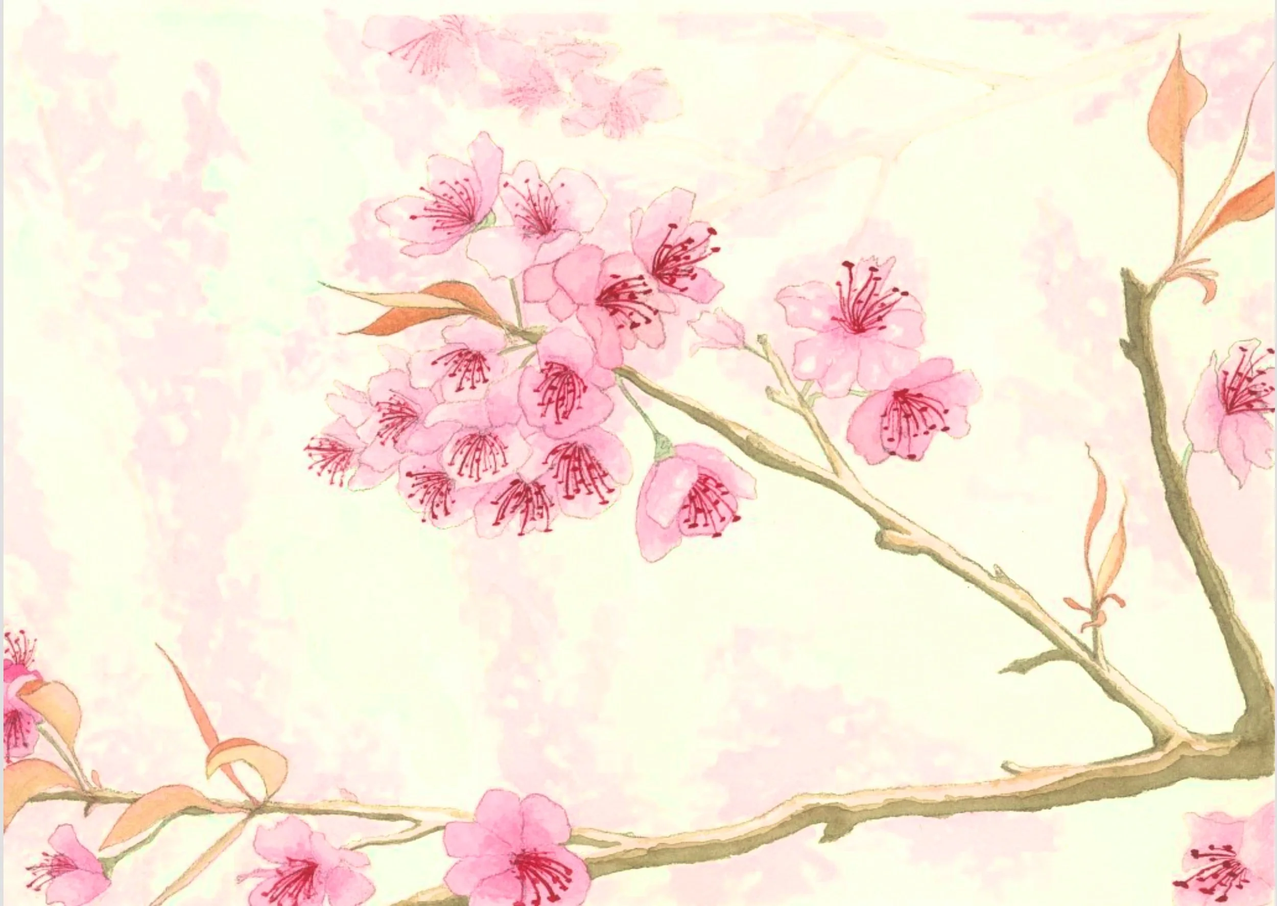 Watercolor on Cotton Paper