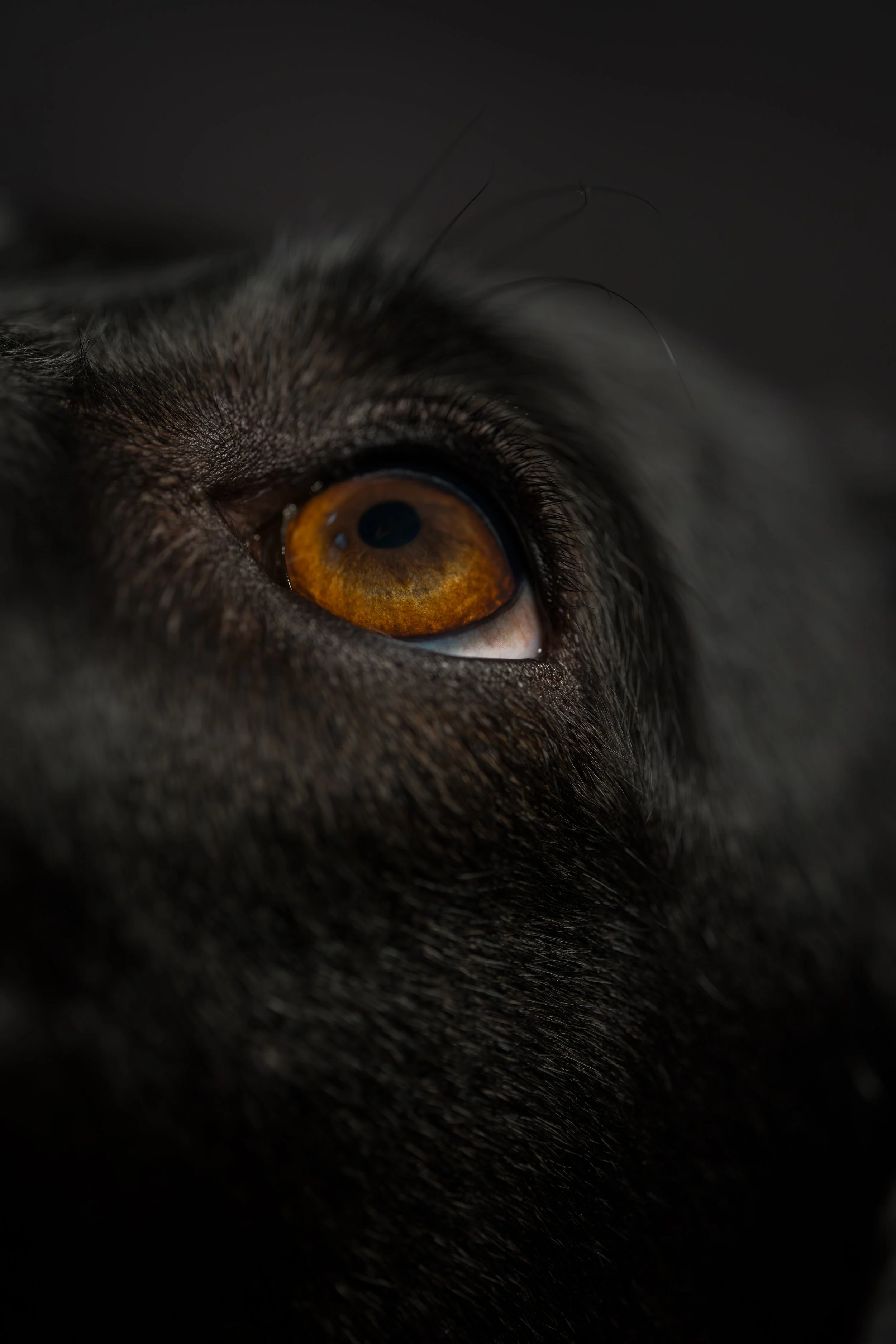 Nahaufnahme eines braunen Katzens mit schwarzen Fell, Blick auf das rechte Auge, das rustikale orange-rote Farbreflexe zeigt.