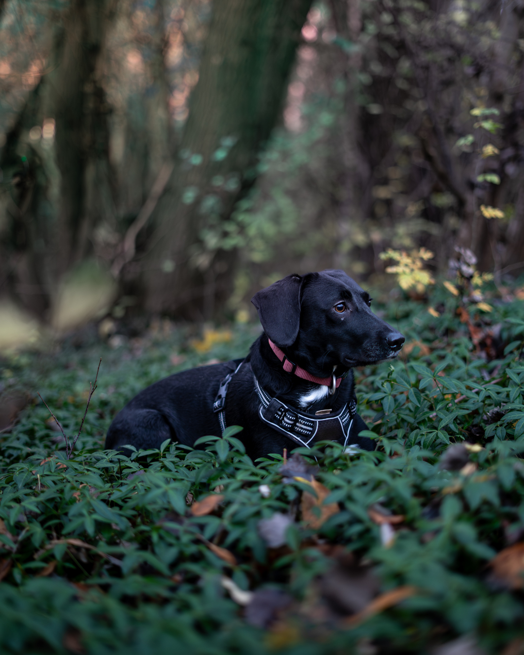 Schwarzer Hund mit rosa Halsband liegt im Gebüsch in einem Wald.