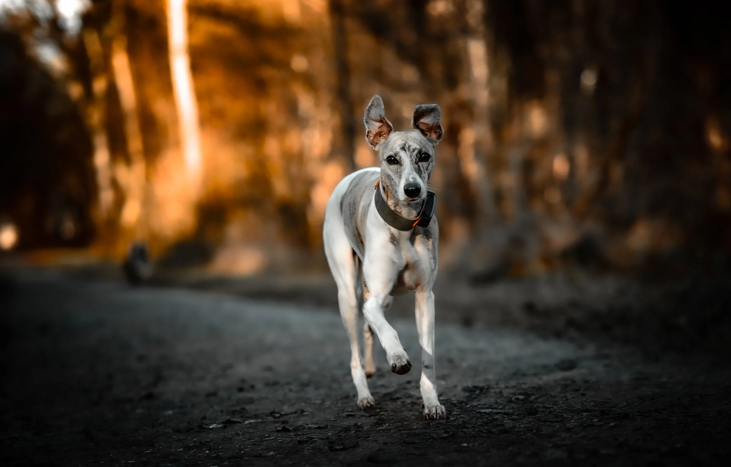 Ein Dalmatiner-Hund läuft auf einem dunklen Pfad durch einen Wald bei Sonnenuntergang.