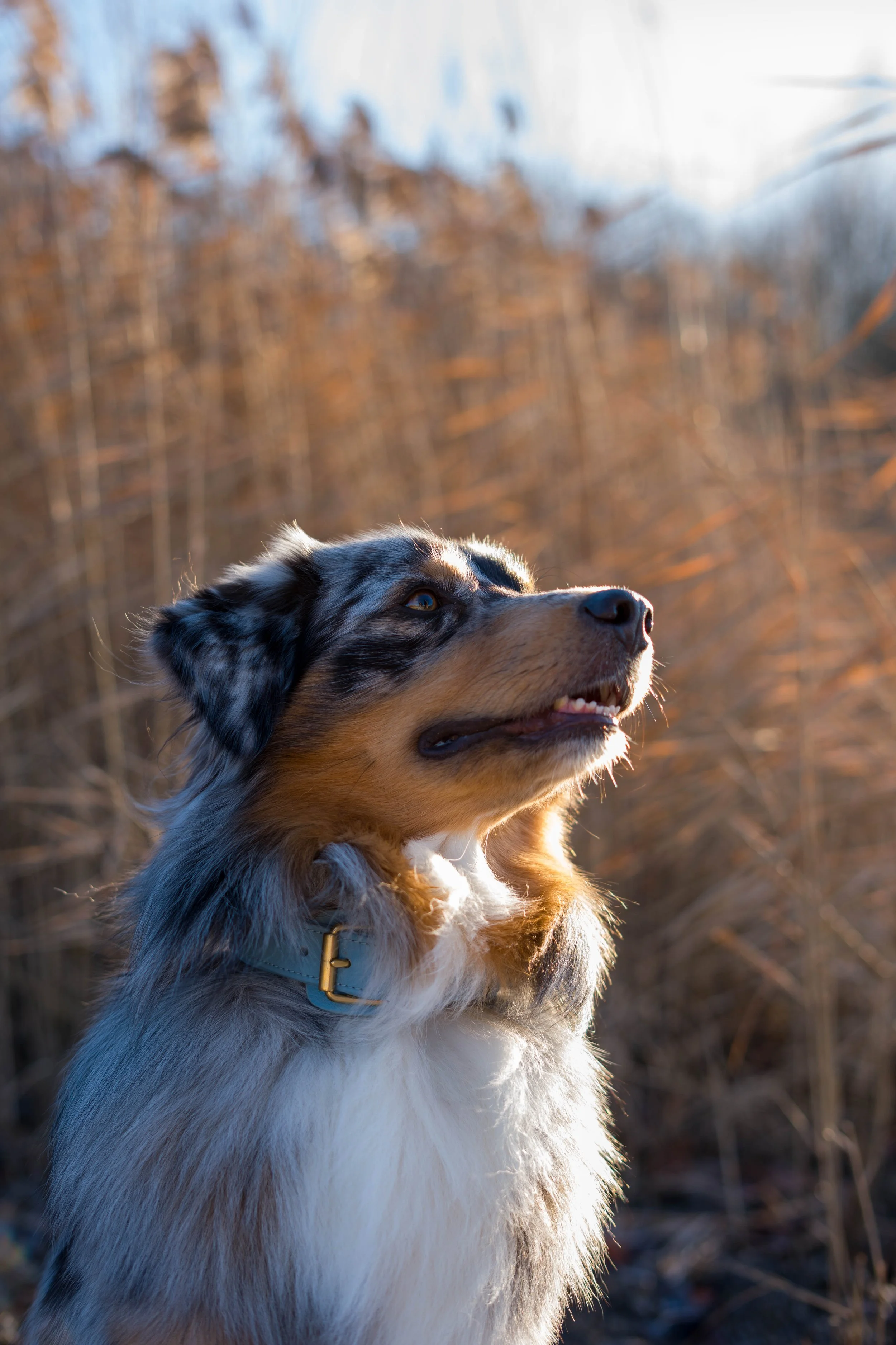 Ein australischer Shepherd-Hund sitzt im Freien bei Sonnenuntergang, vor einer ländlichen oder waldähnlichen Hintergrund.