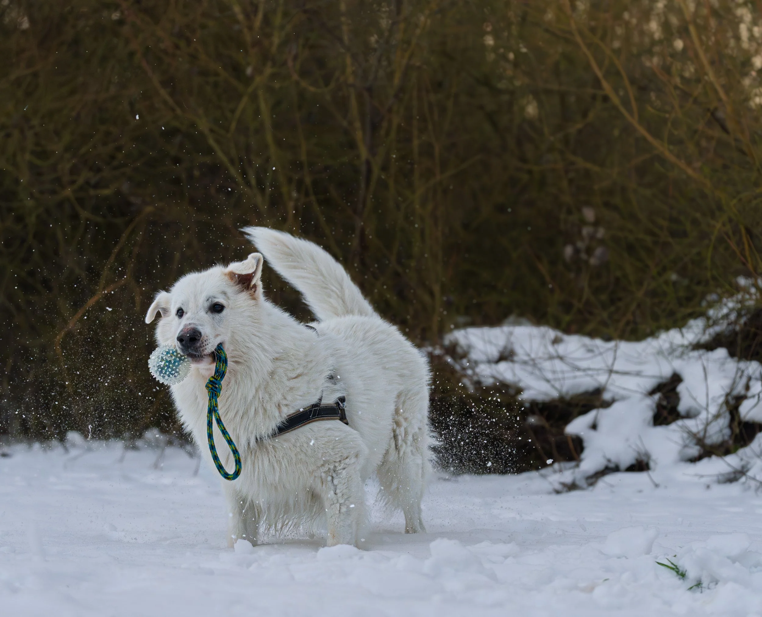 Weißer Hund mit Spielball läuft im Schnee in einem Wald