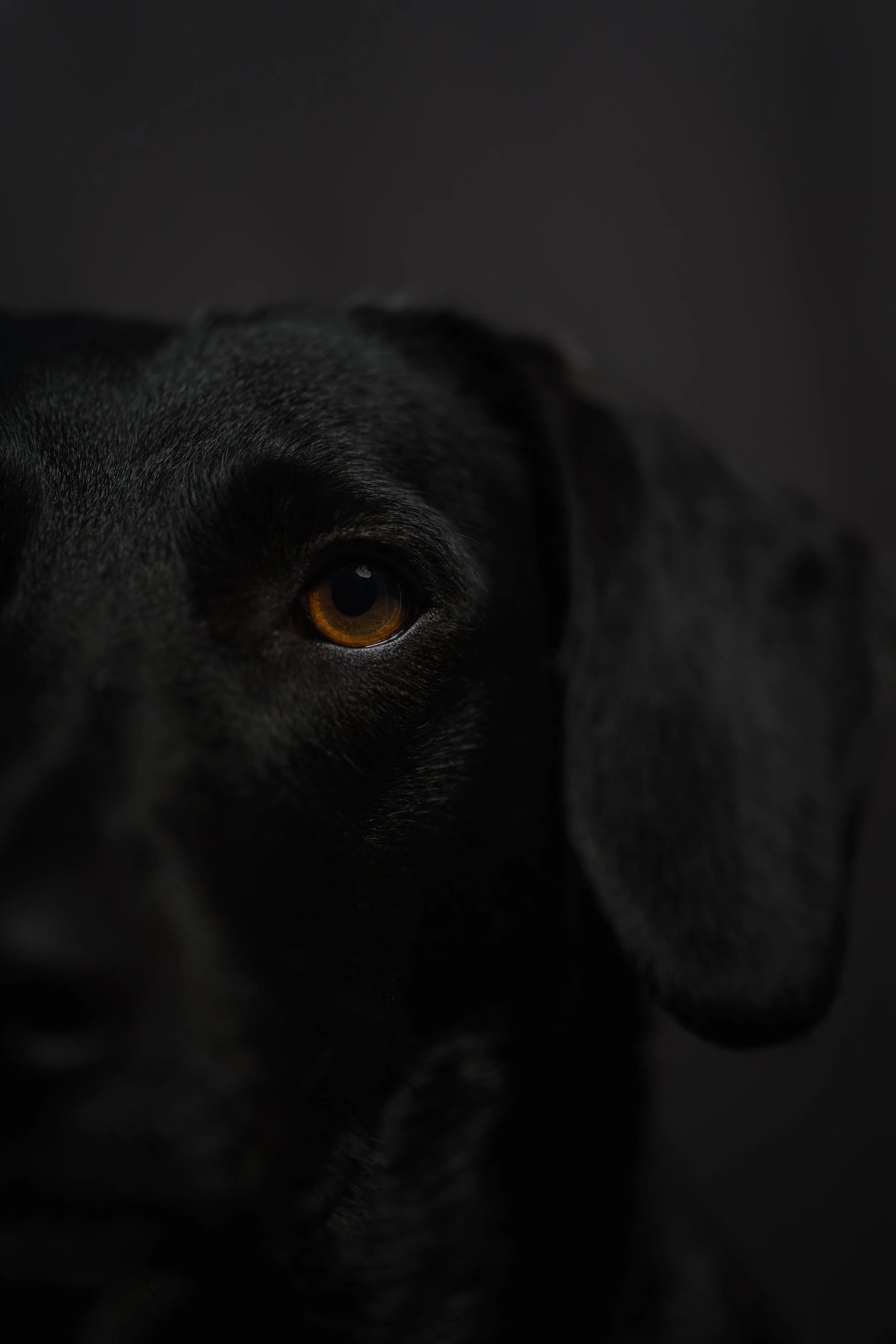 Nahaufnahme eines schwarzen Hundes mit einem braunen Auge, halb im Schatten