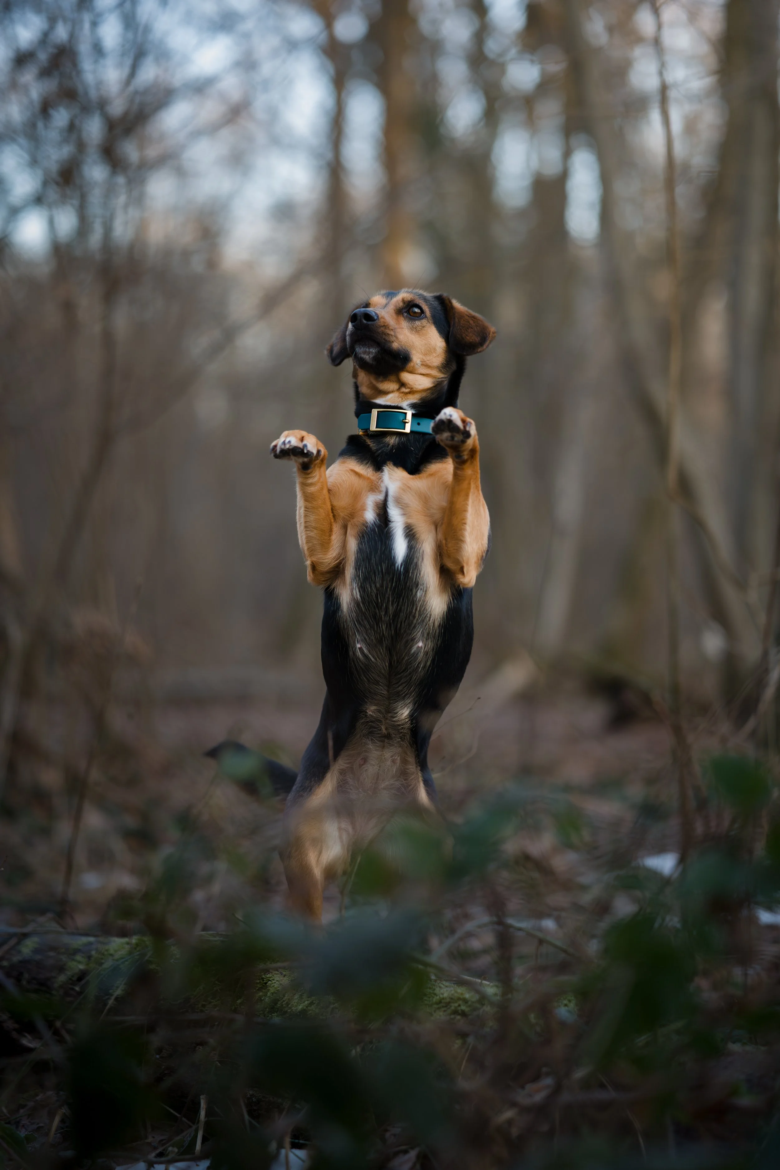 Ein Hund steht auf seinen Hinterbeinen in einem Wald, umgeben von Bäumen und Blättern, mit einem hochgehaltenen Kopf.