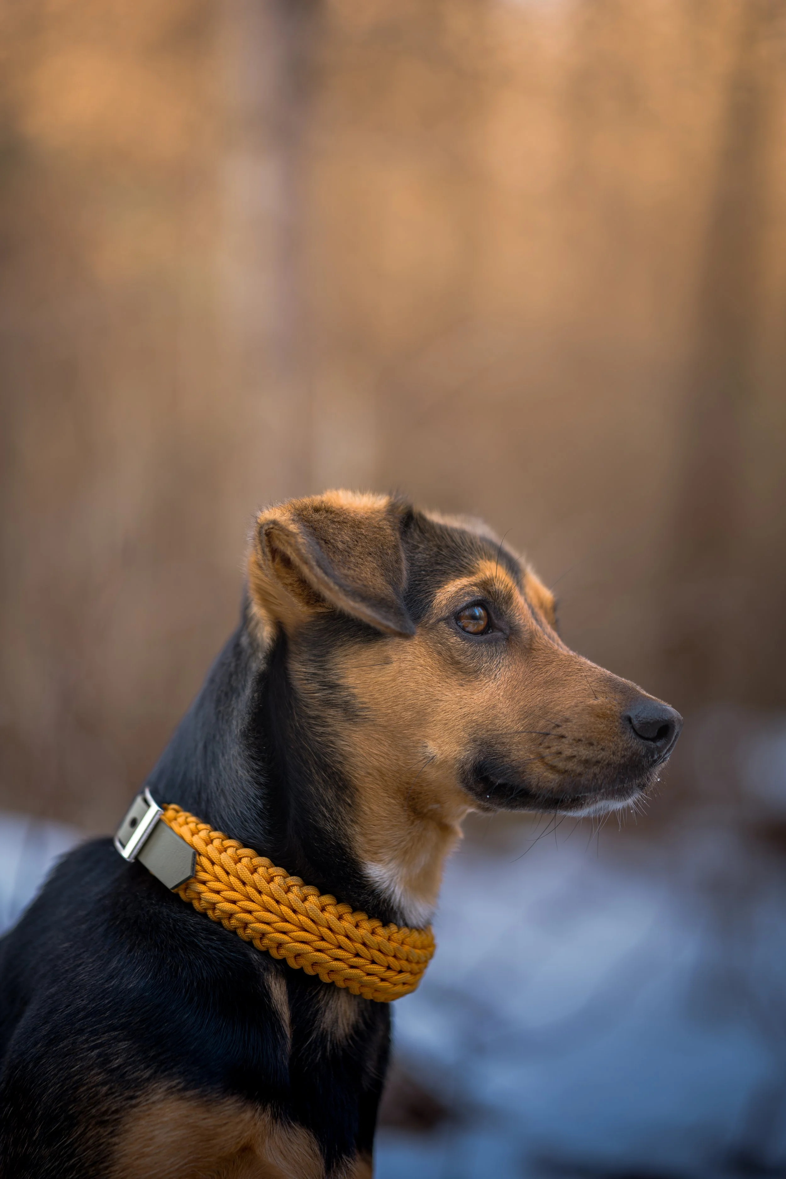 Nahaufnahme eines Hundes mit braunem und schwarzem Fell, Tragehalsband in orange, blickt nach rechts, unscharfer Hintergrund mit Herbstfarben.