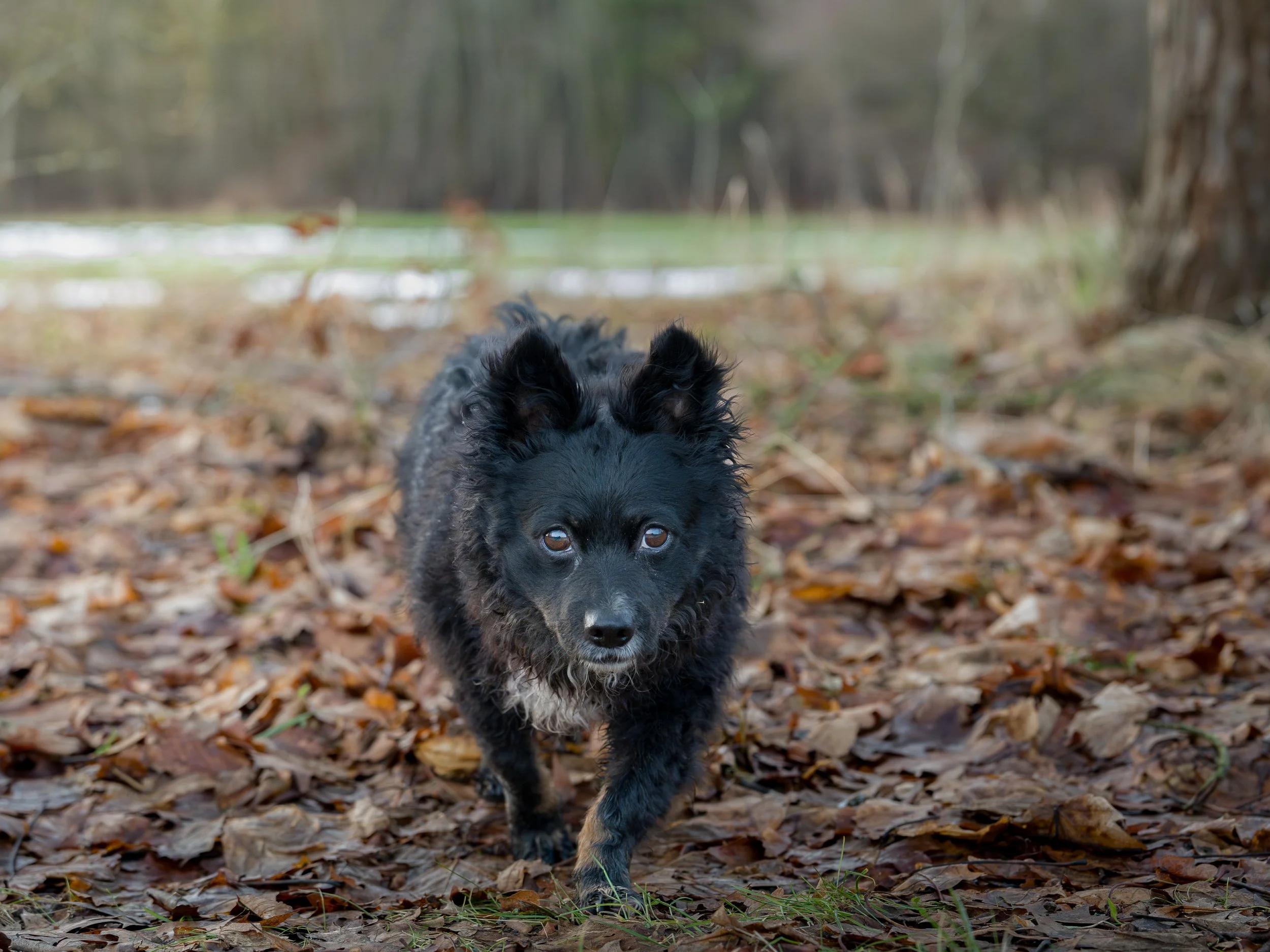 Ein kleiner schwarzer Hund läuft durch ein Blatt bedecktes Waldgebiet.