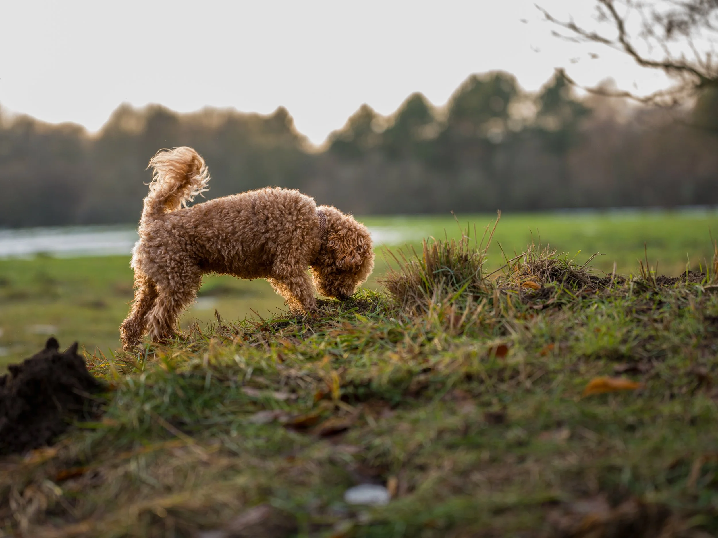 Ein brauner, lockiger Hund schnüffelt im Gras auf einer Wiese im Freien.