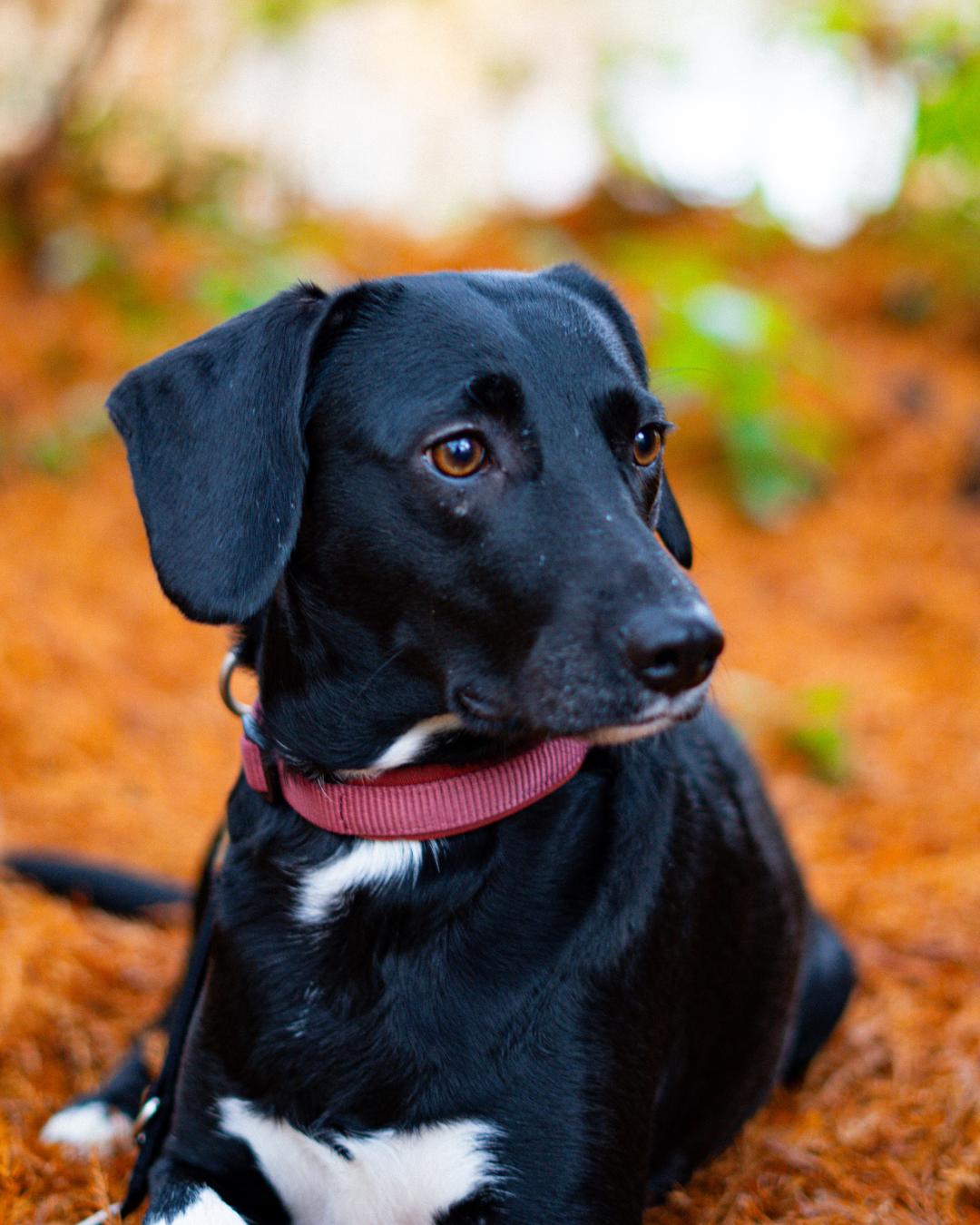 Design ohne Titel (4).png