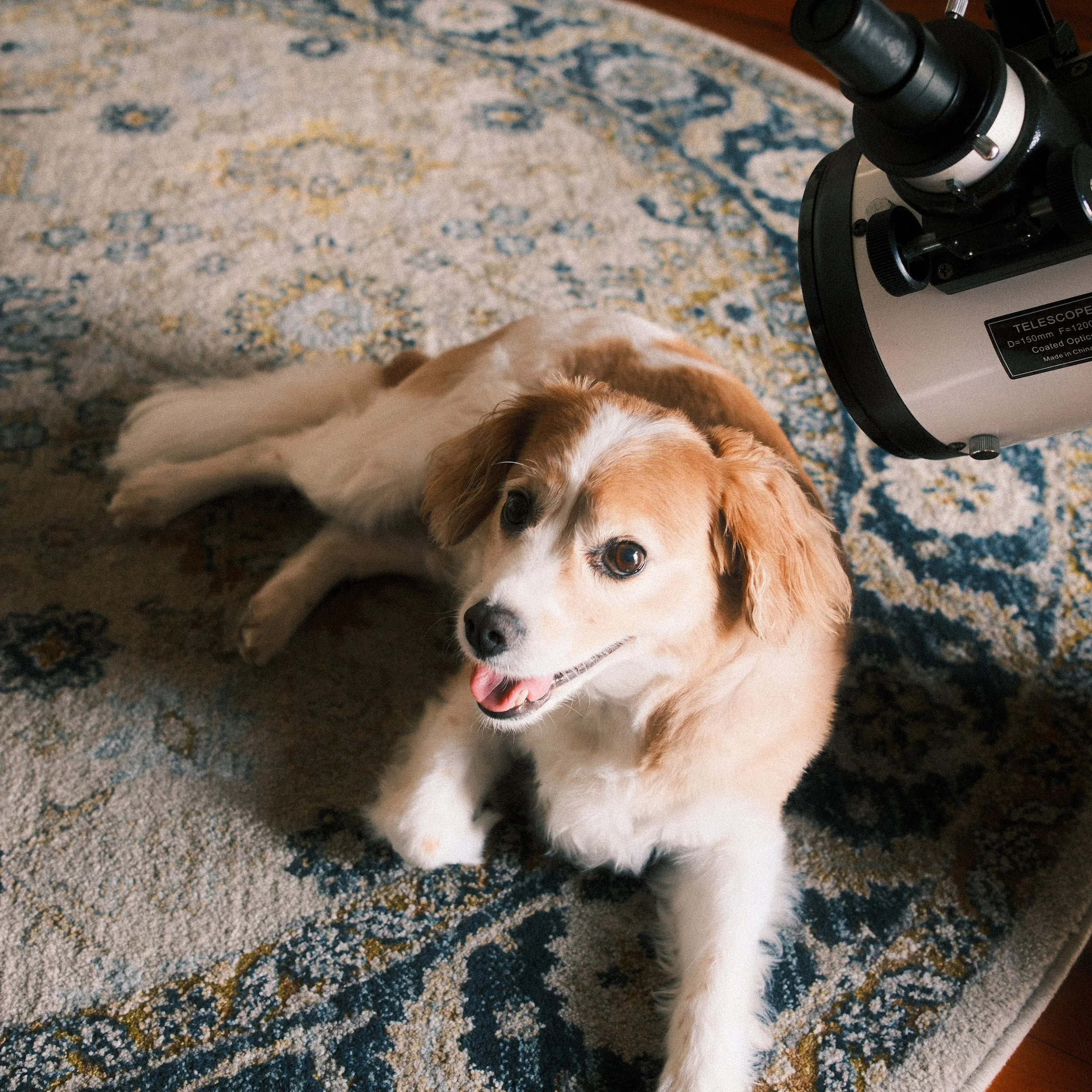 A happy small dog lying on a patterned rug next to a telescope.