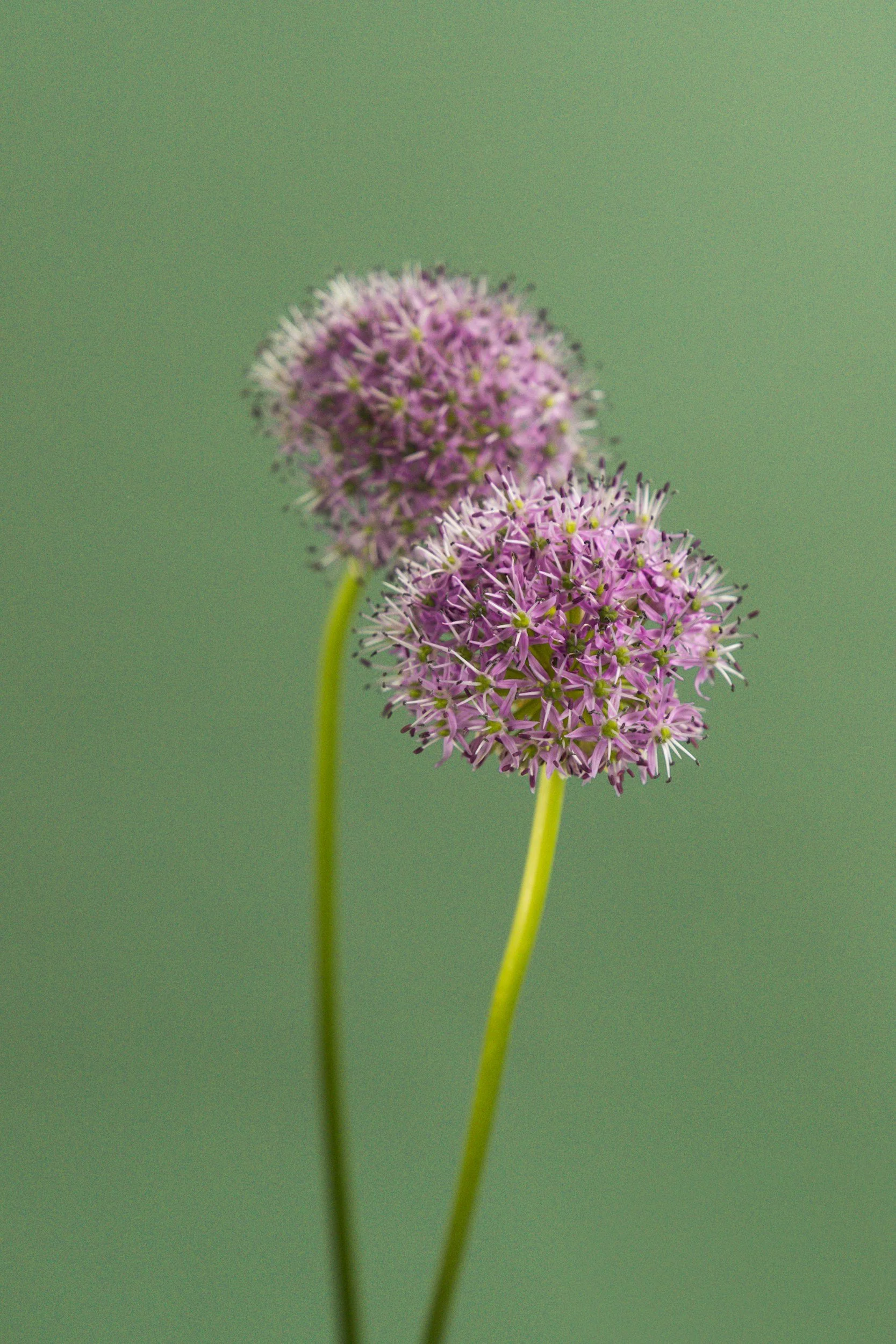 Close-up of two purple allium flowers with green stems against a blurred green background.