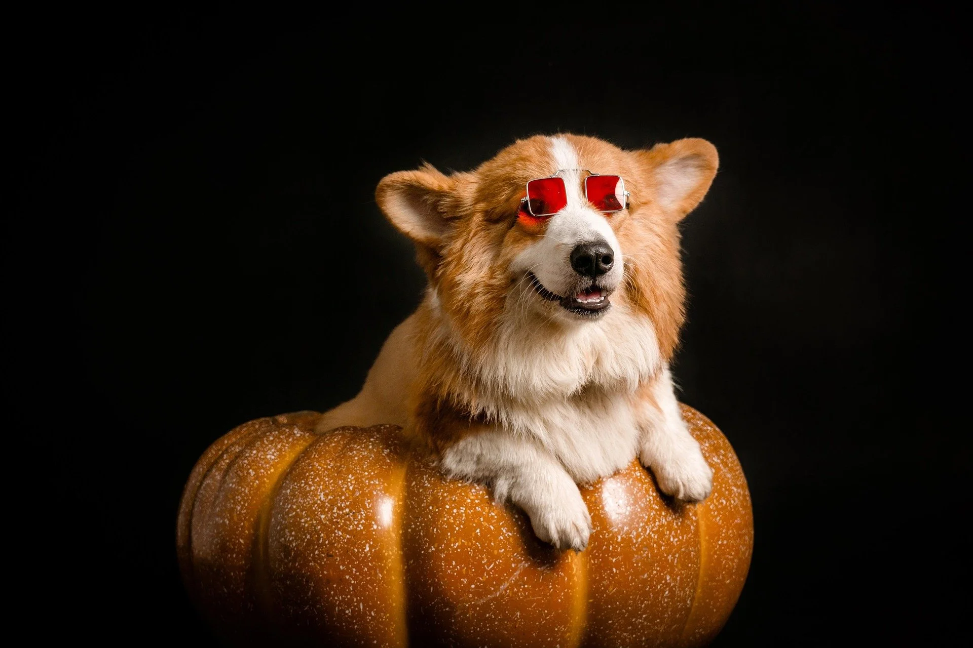 petfoto-dog-8129102_1920.jpg