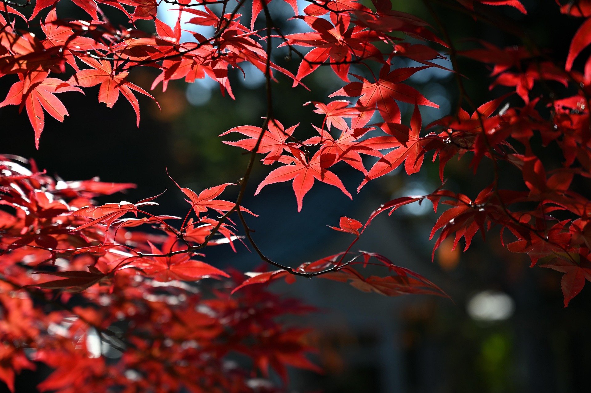 yamabon-maple-5686711_1920.jpg