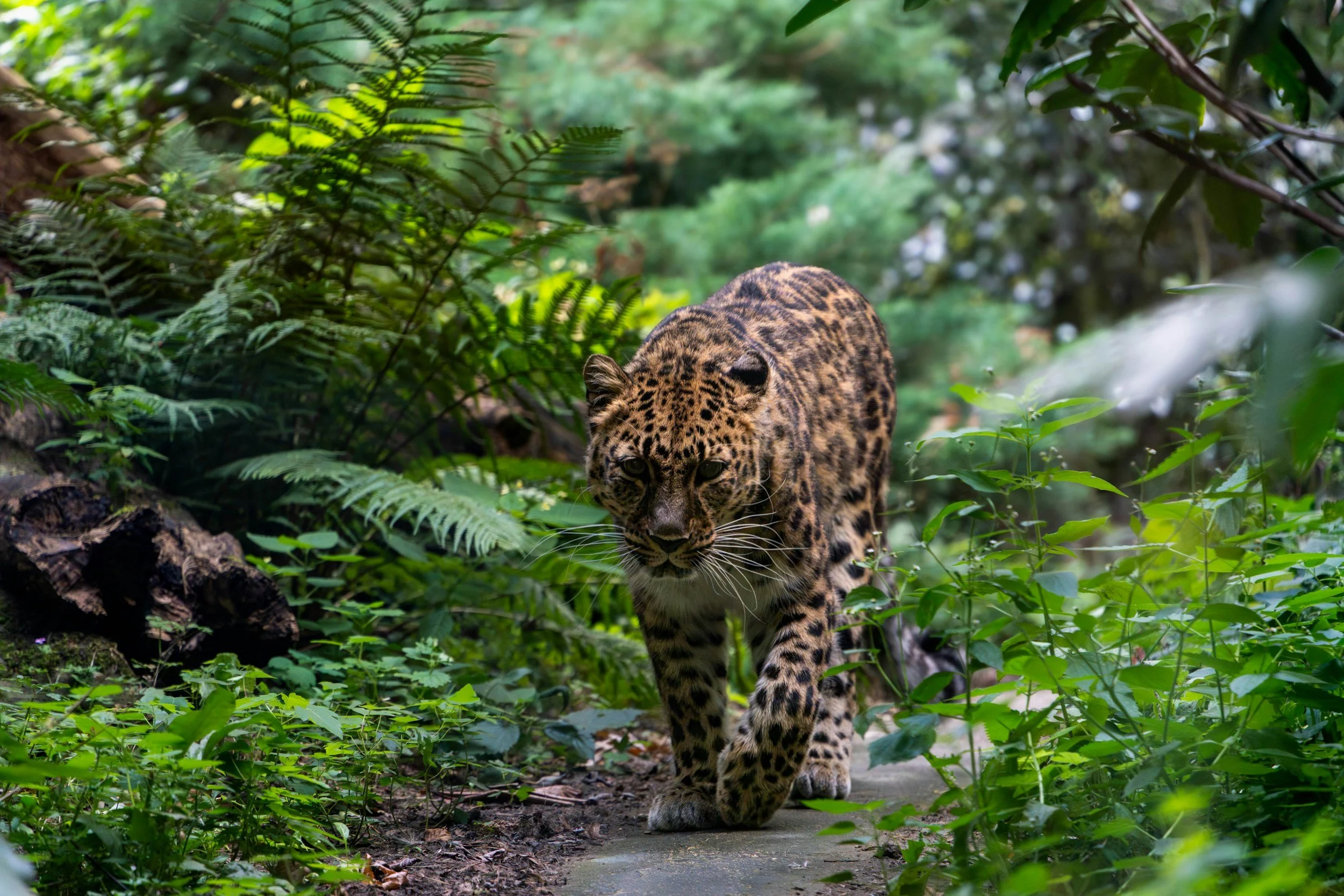 A jaguar walking on a forest trail surrounded by lush green foliage.