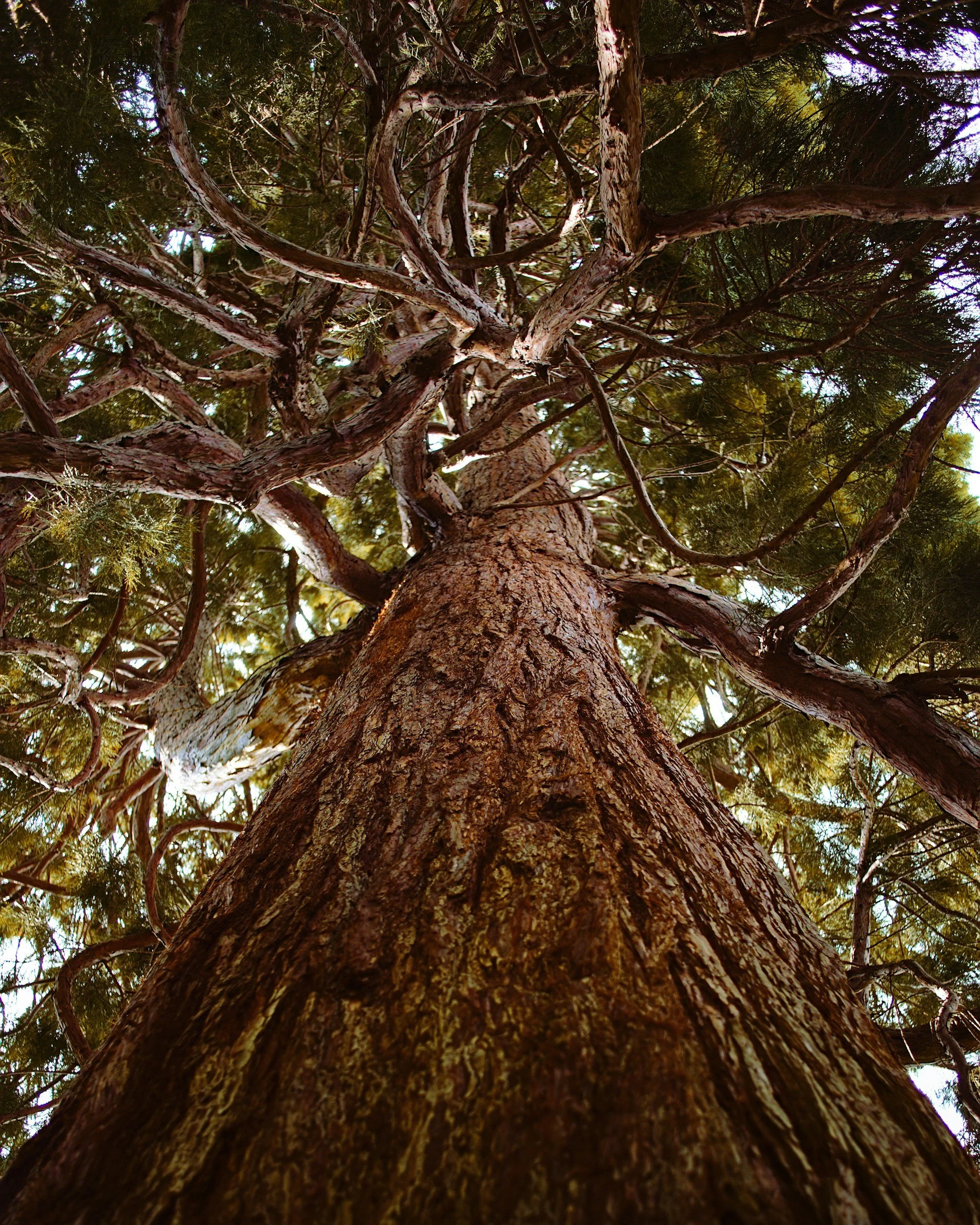 Looking up at a tall tree with textured bark and numerous branches extending outward and upward into green foliage, with sunlight filtering through the leaves.