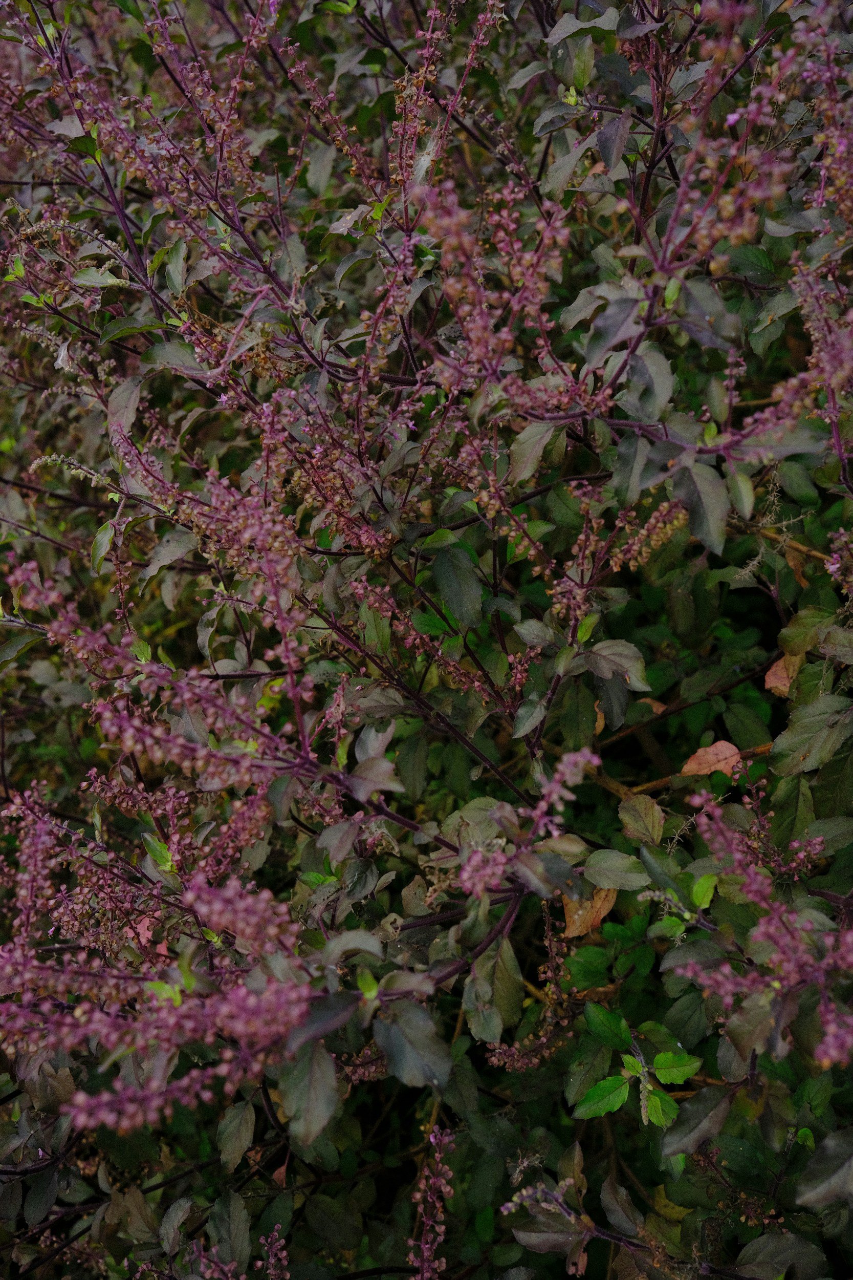 Dense bush with small pink and purple flowers and dark green to purple leaves.