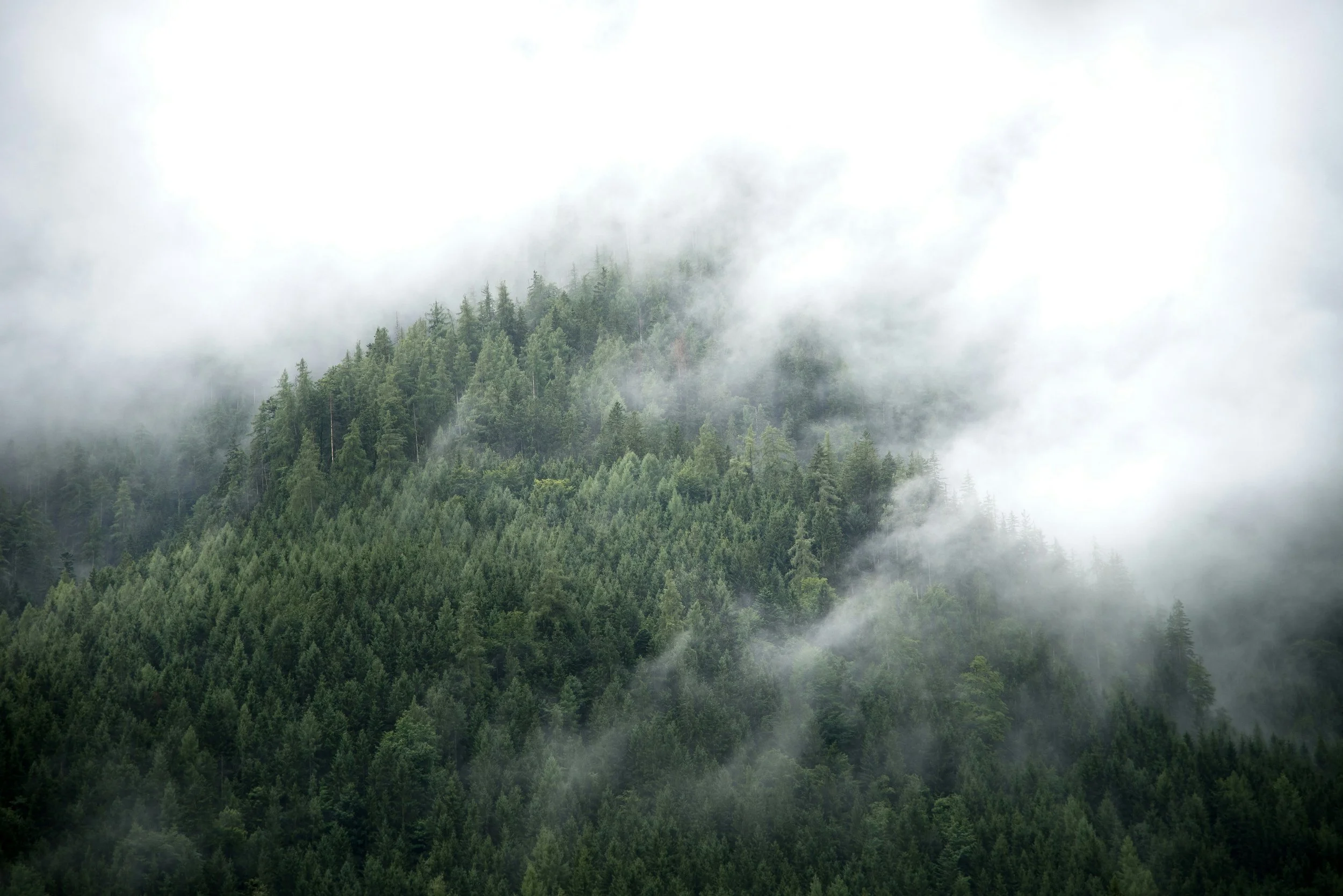 A misty forested mountain with lush green trees and fog rolling through the landscape.