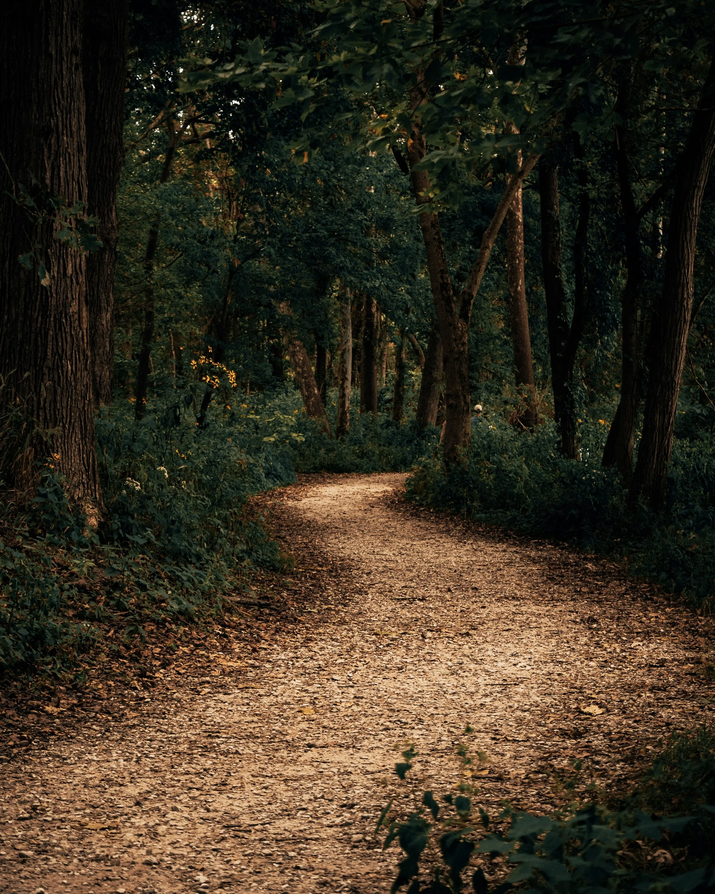 A winding dirt path through a dense forest with tall trees and lush green foliage, illuminated by soft natural light.