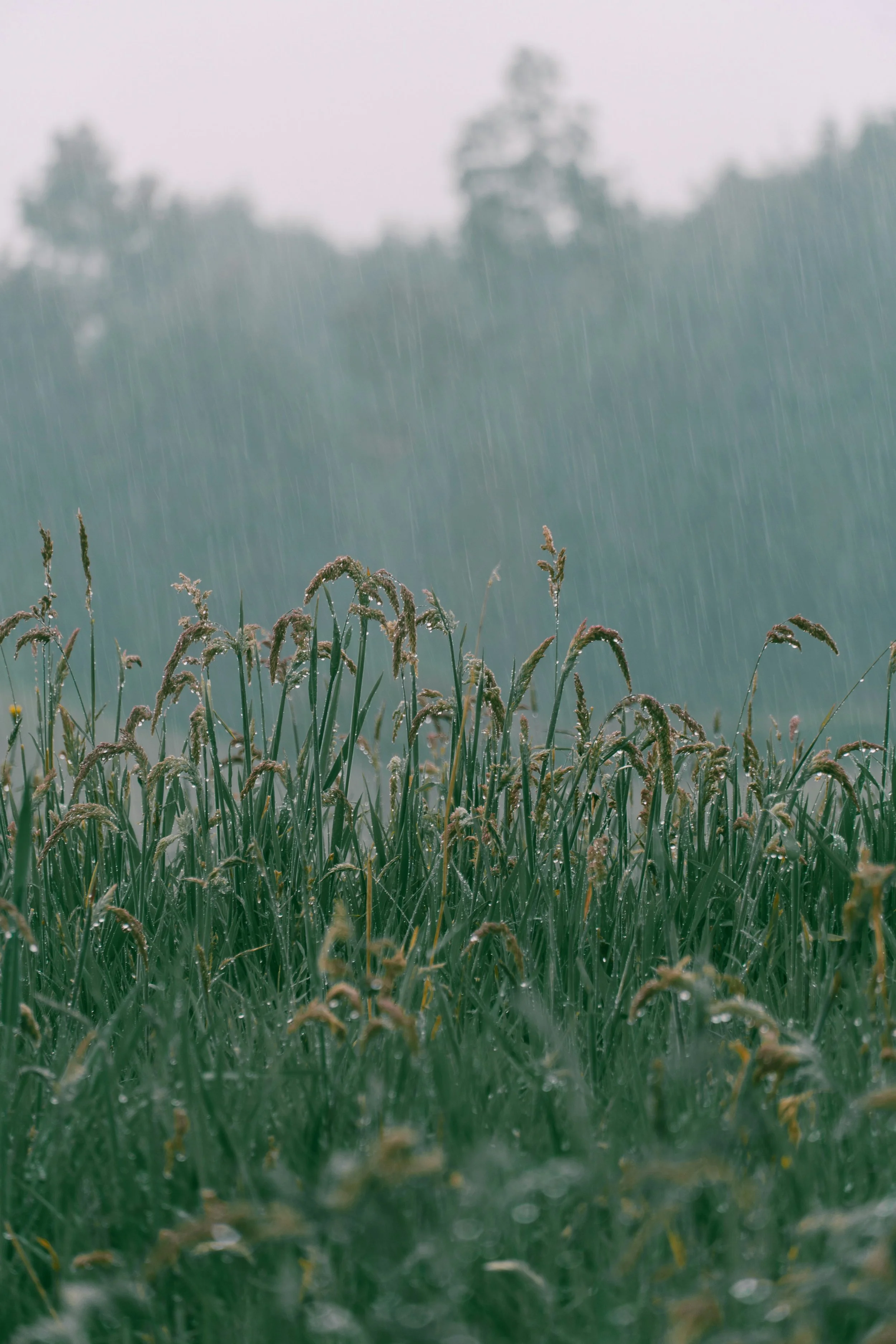 Rain falling on green grass and plants outdoors with blurred trees in the background.
