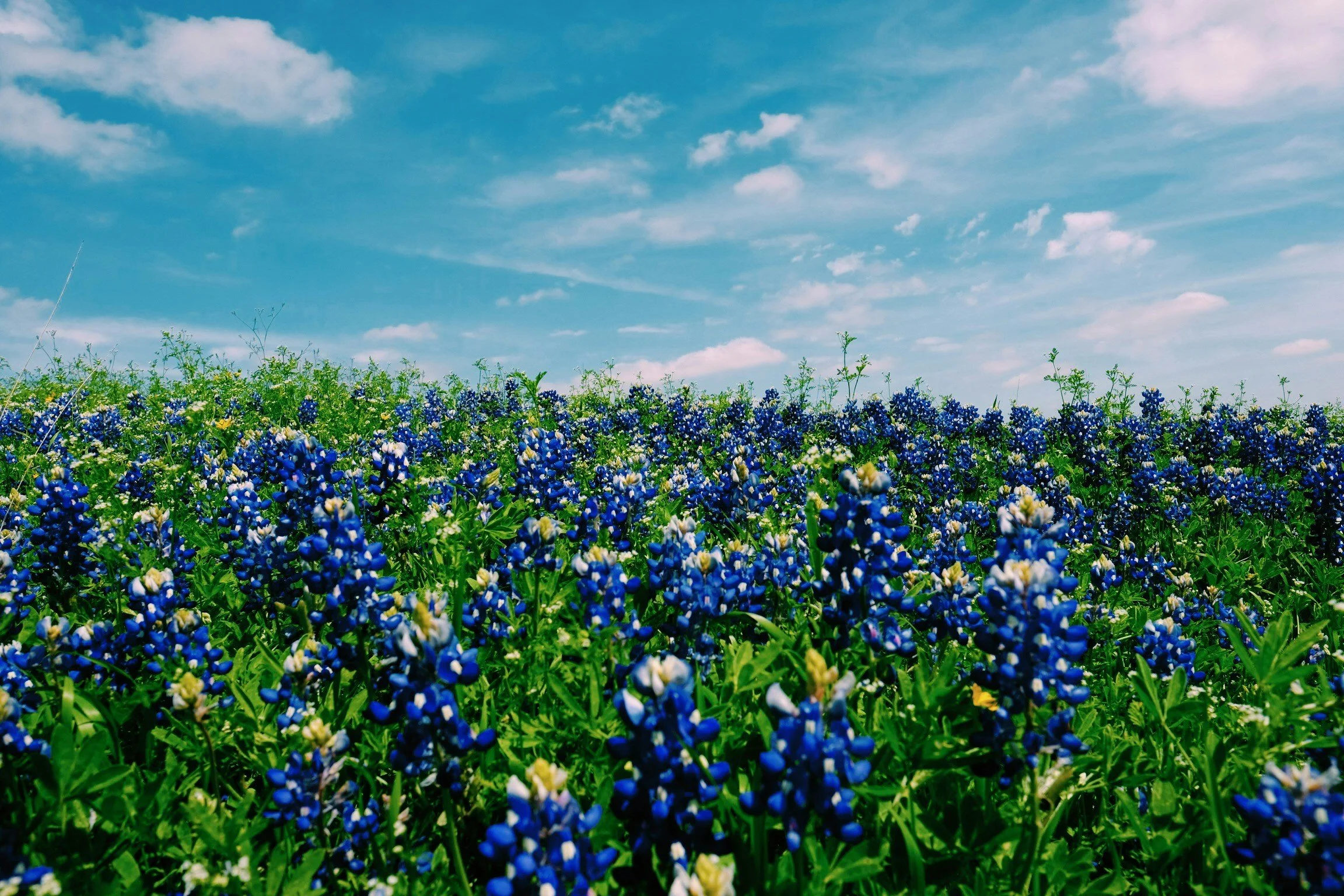 A field of blooming bluebonnet flowers under a partly cloudy blue sky.