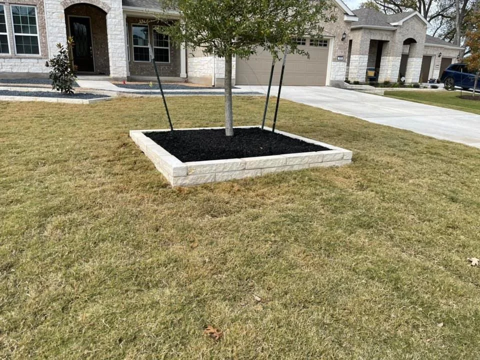 A young tree planted in a square bed with dark mulch, surrounded by a grassy lawn in front of a suburban house.