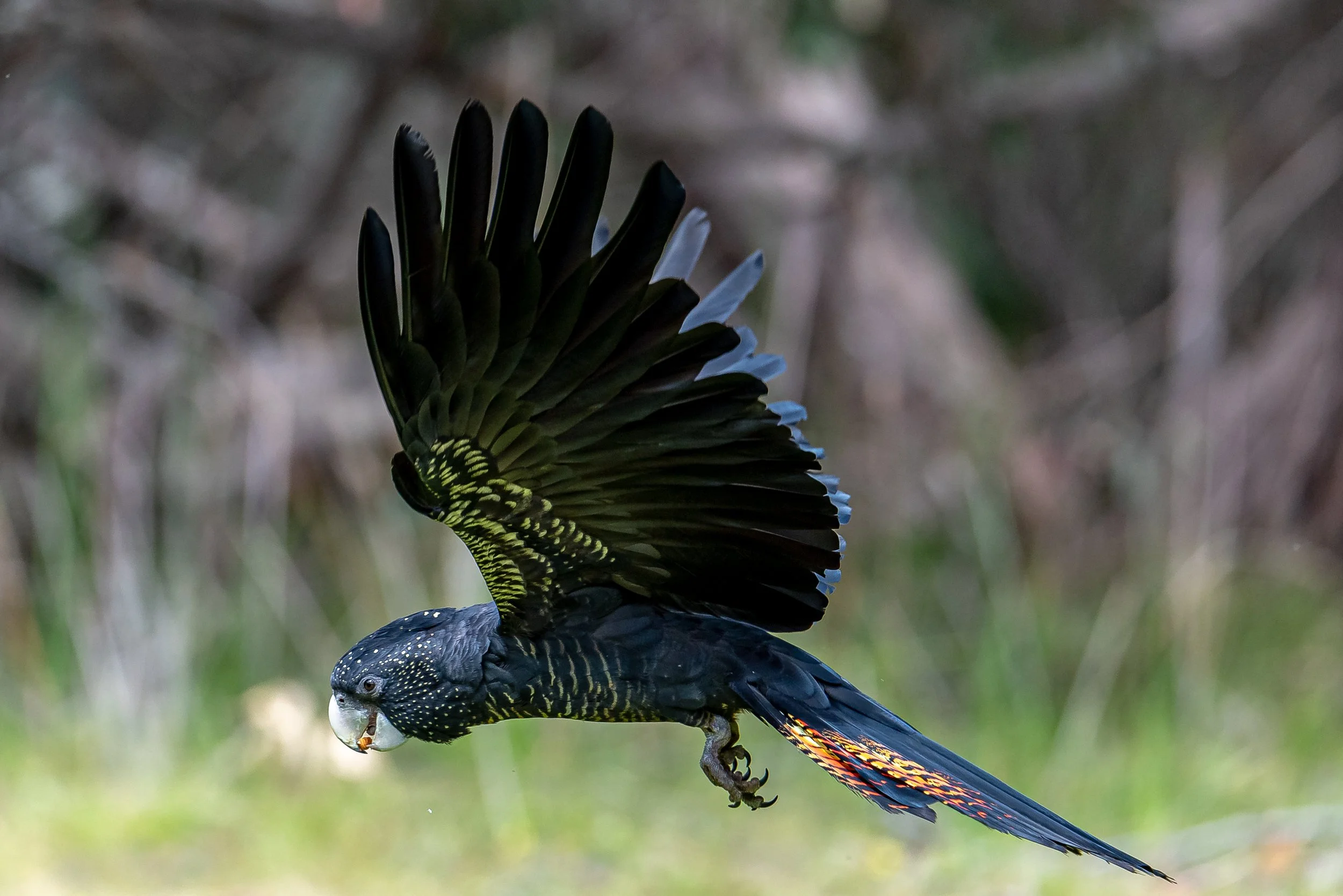 A red-tailed black cockatoo in flight at Raptor Domain on Kangaroo Island.