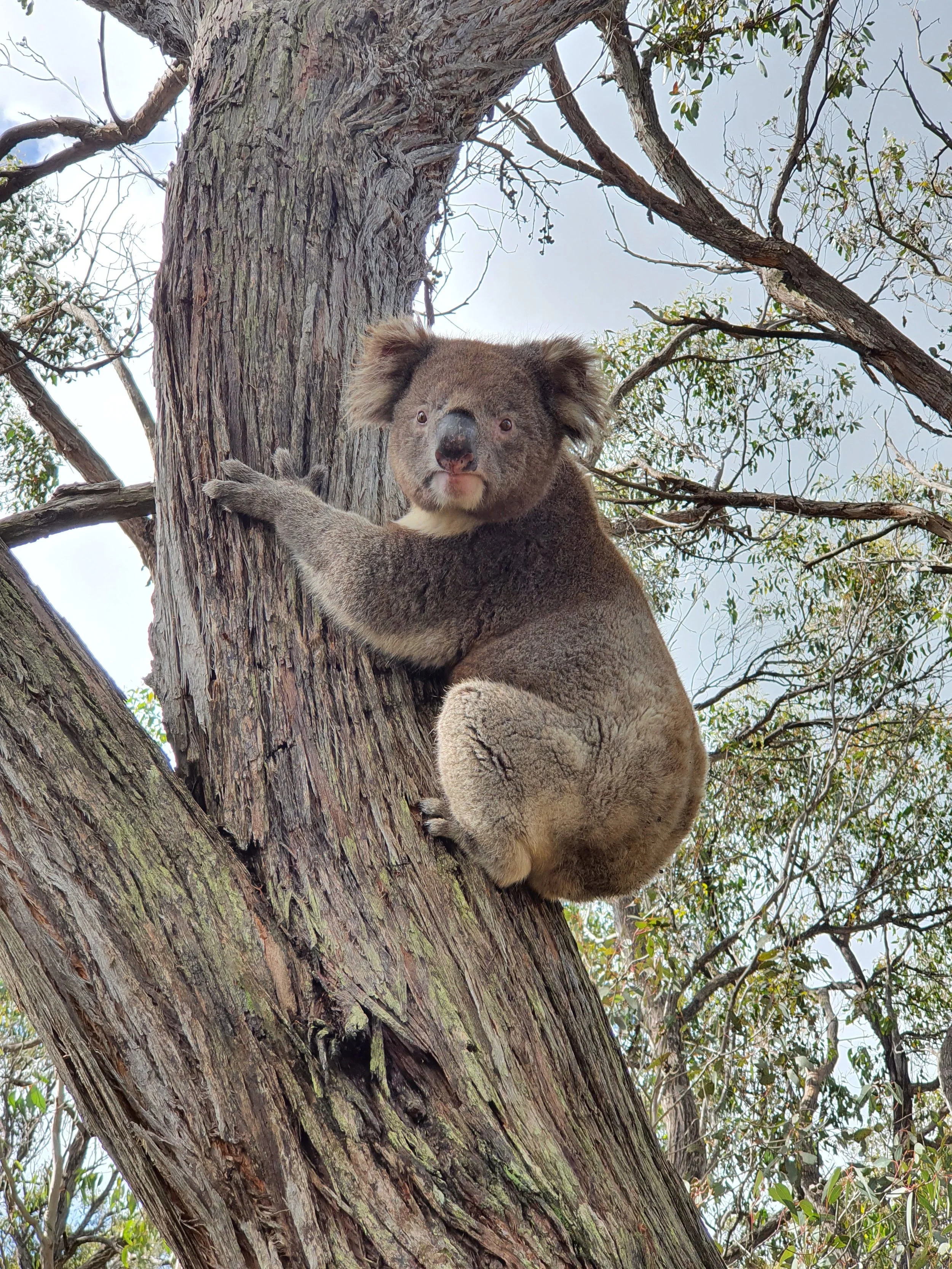 A koala climbing a tree on Kangaroo Island, South Australia