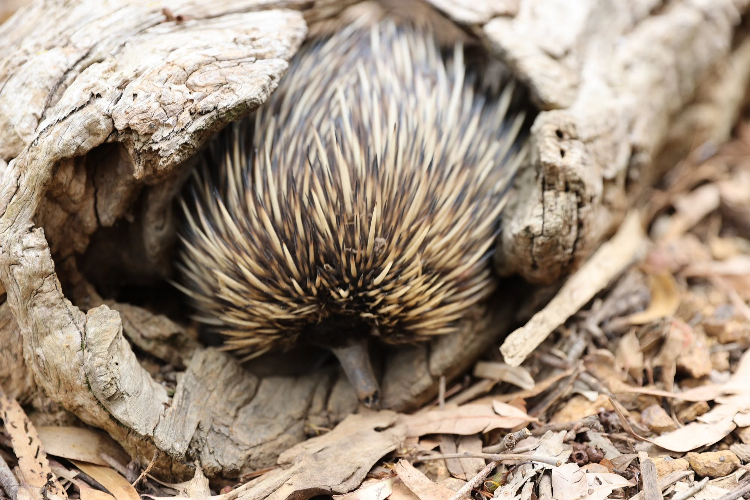 An Echidna on Kangaroo Island coming out of a log