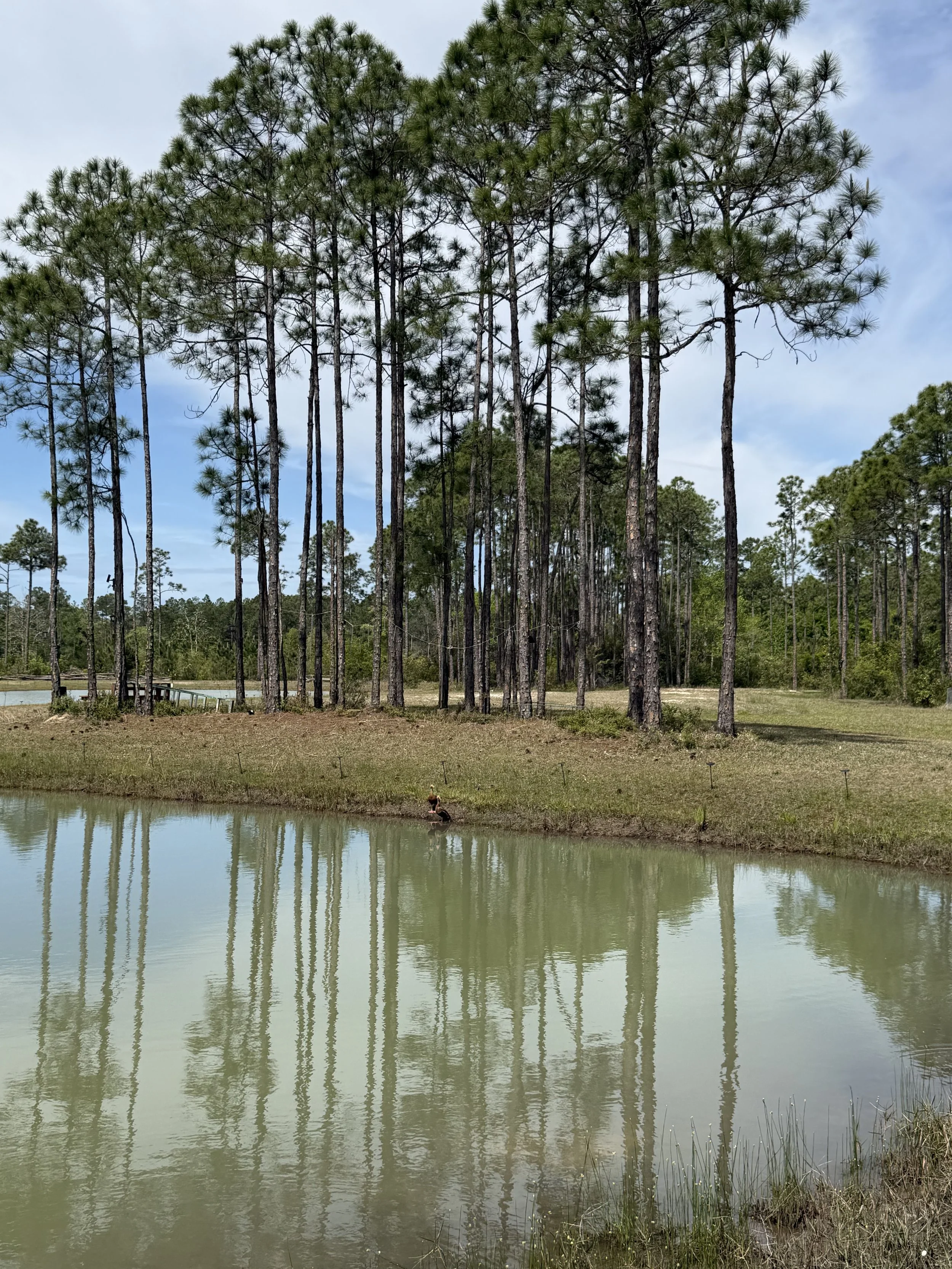 Water + Woods is an outdoor wedding and event venue in Gulf Shores, Alabama near Orange Beach and The Wharf.