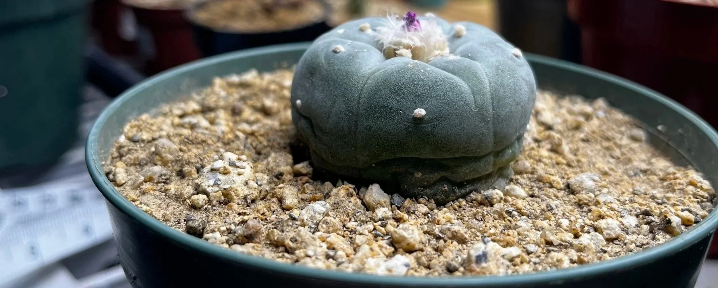 Close-up of a dark blue, round Lophophora with a smooth surface, planted in grit soil in a green pot.